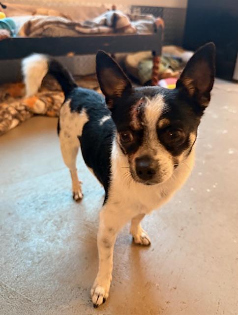 Enlarge Jefé, a ADOPTABLE mixed breed in Santa Rosa, CA image 2/6