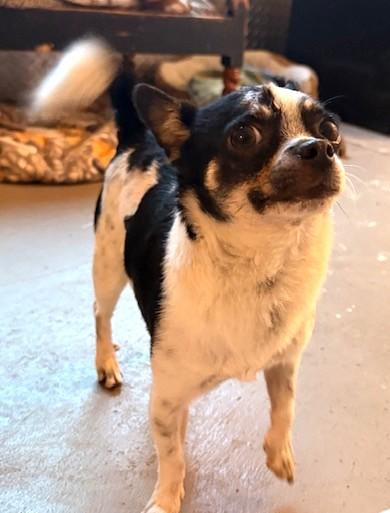 Enlarge Jefé, a ADOPTABLE mixed breed in Santa Rosa, CA image 5/6