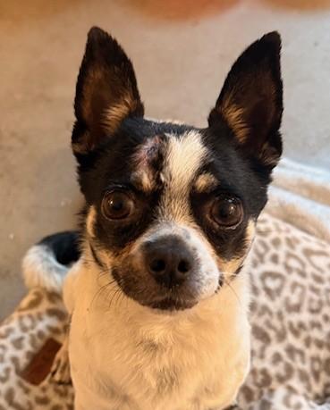 Jefé, ADOPTABLE, Adult Male Chihuahua.