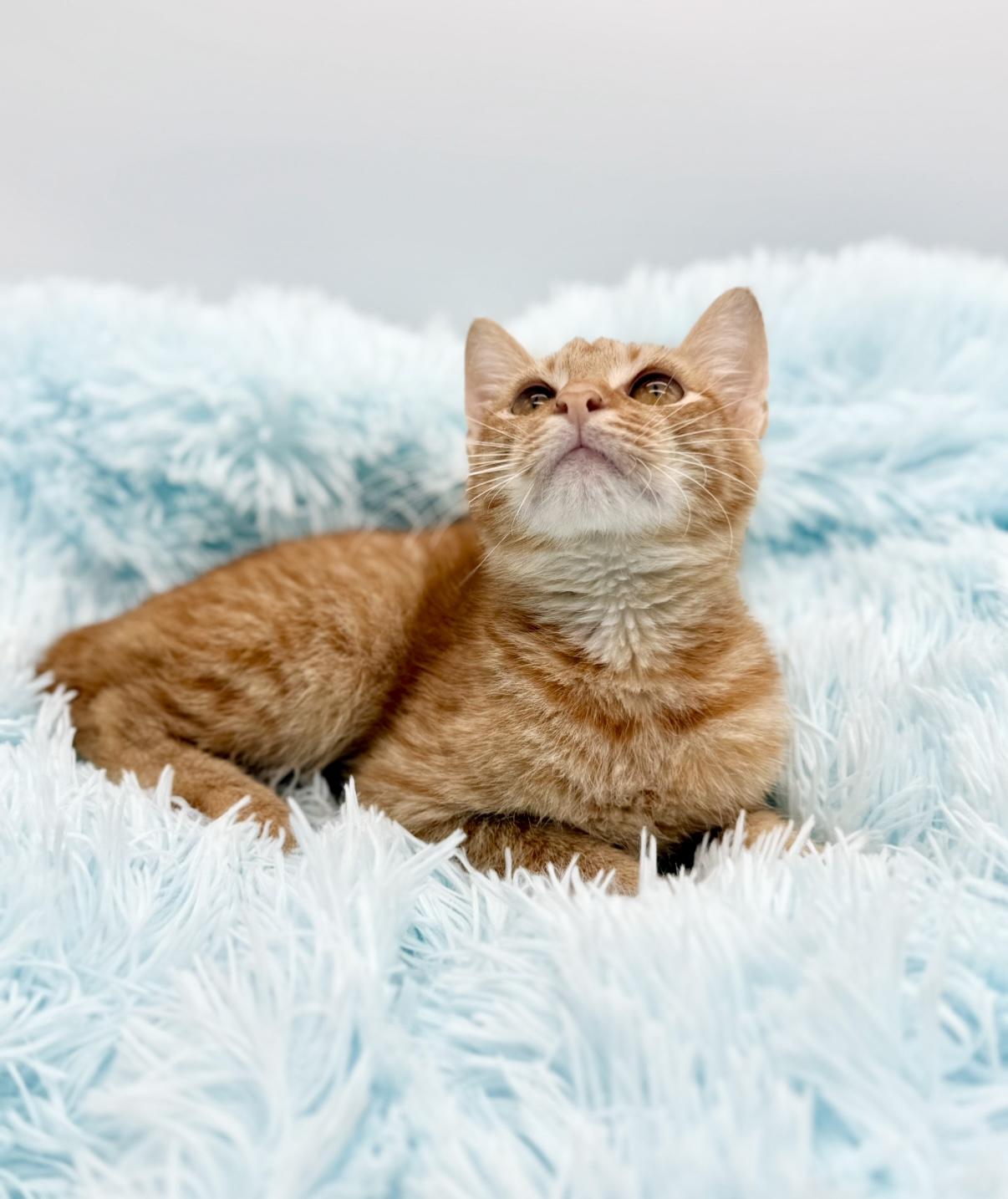 Enlarge Parking Ticket, a Adoptable American Bobtail in Covington, LA image 2/6