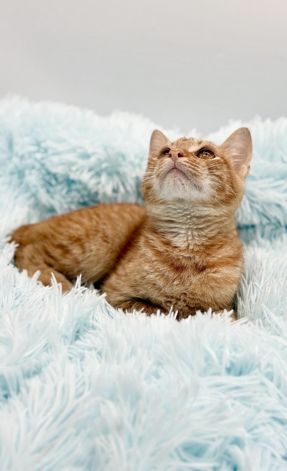 Enlarge Parking Ticket, a Adoptable American Bobtail in Covington, LA image 3/6