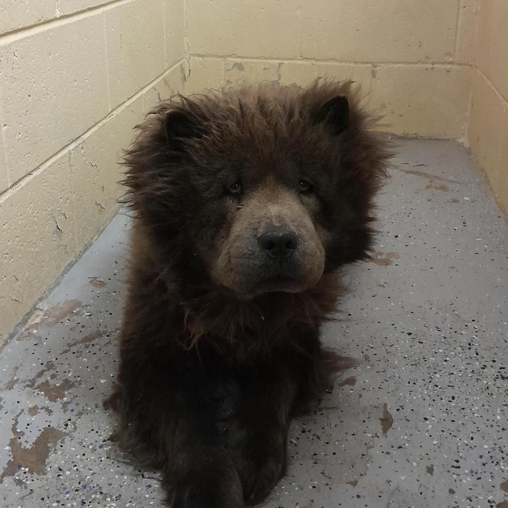 (COD)Bear, Adoptable, Young Male Chow Chow.