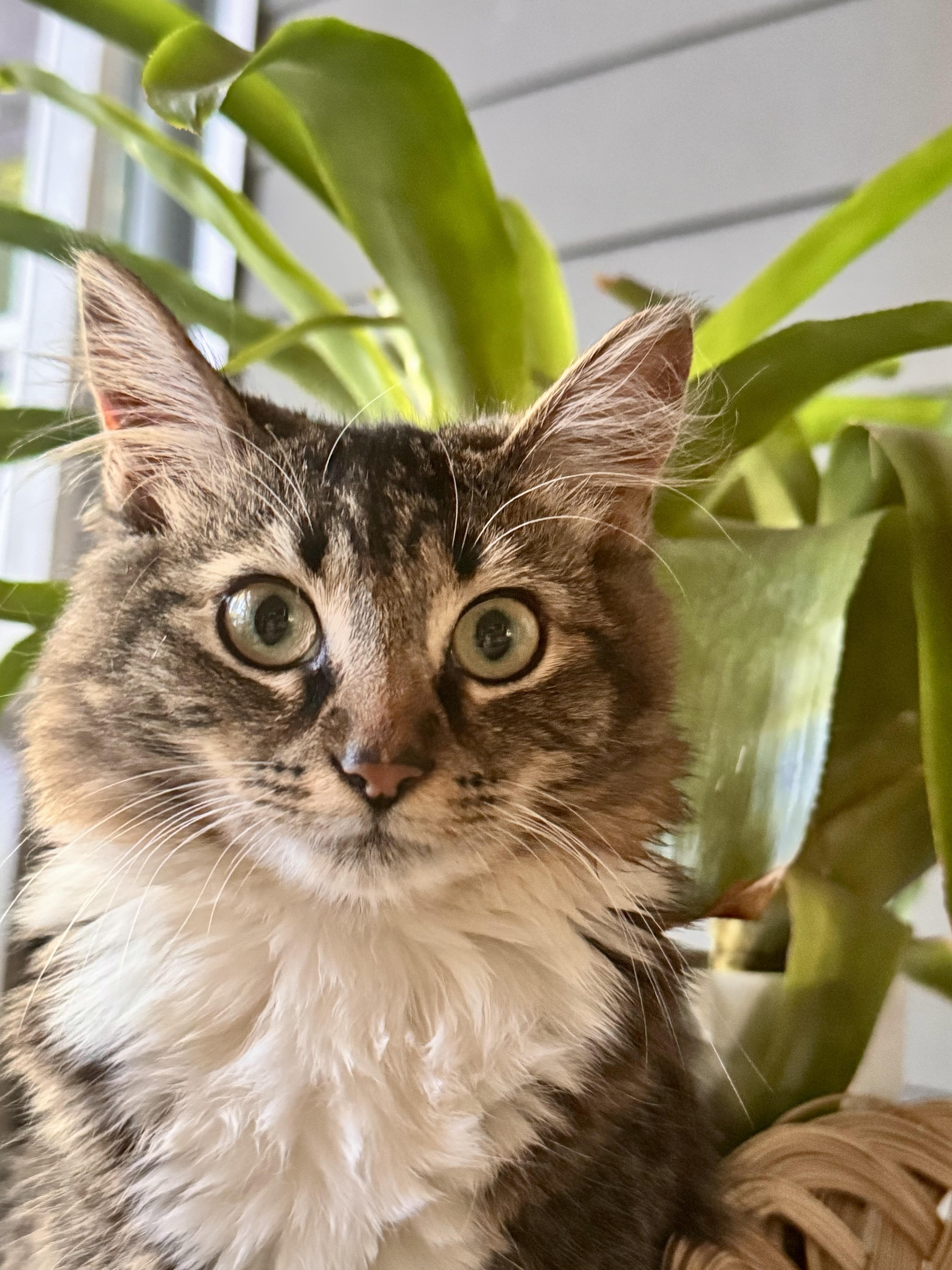 Kiwi, ADOPTABLE, Young Female Maine Coon & Domestic Medium Hair.