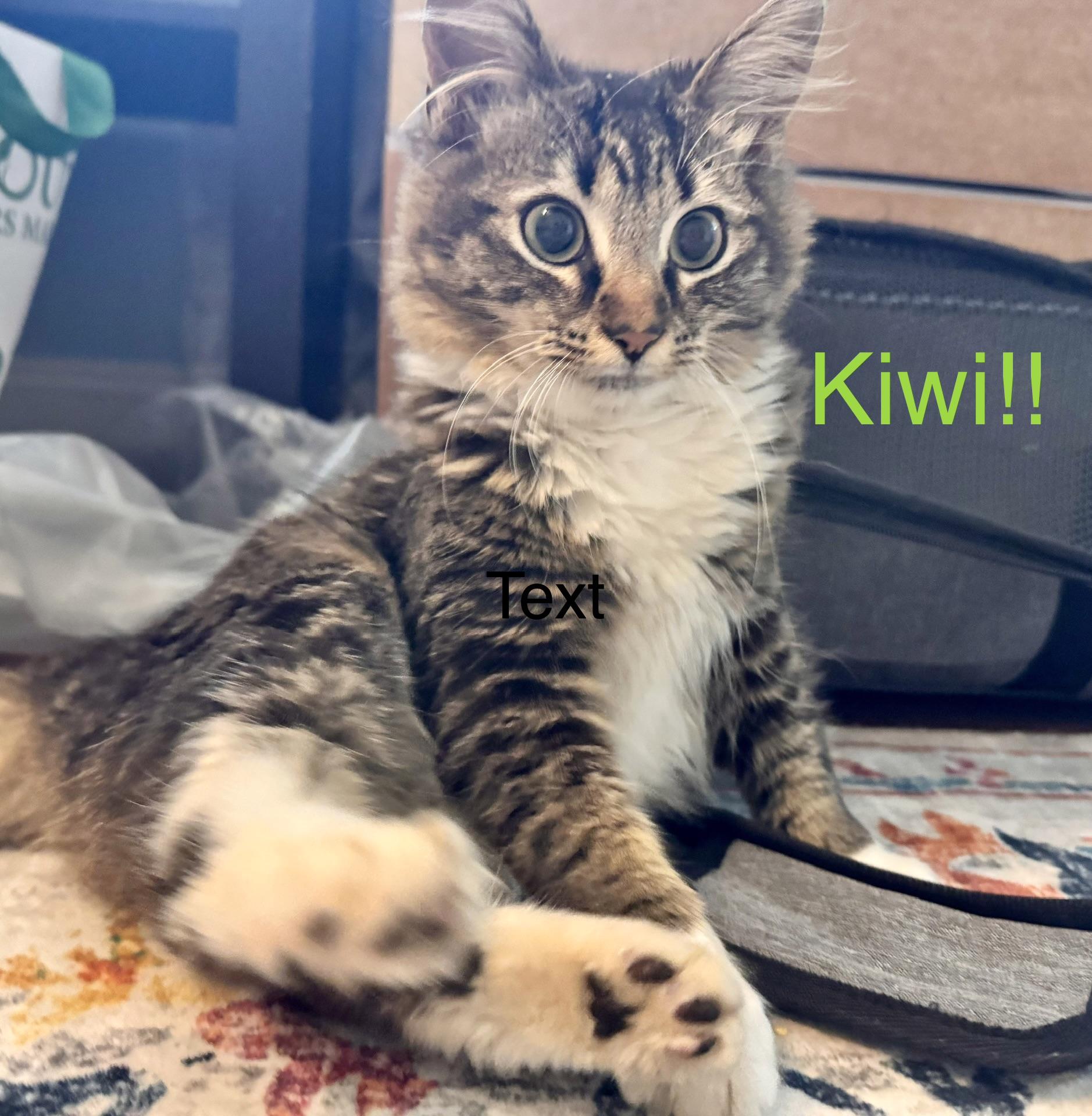 Kiwi, a ADOPTABLE mixed breed in Atlanta, GA image 4/5