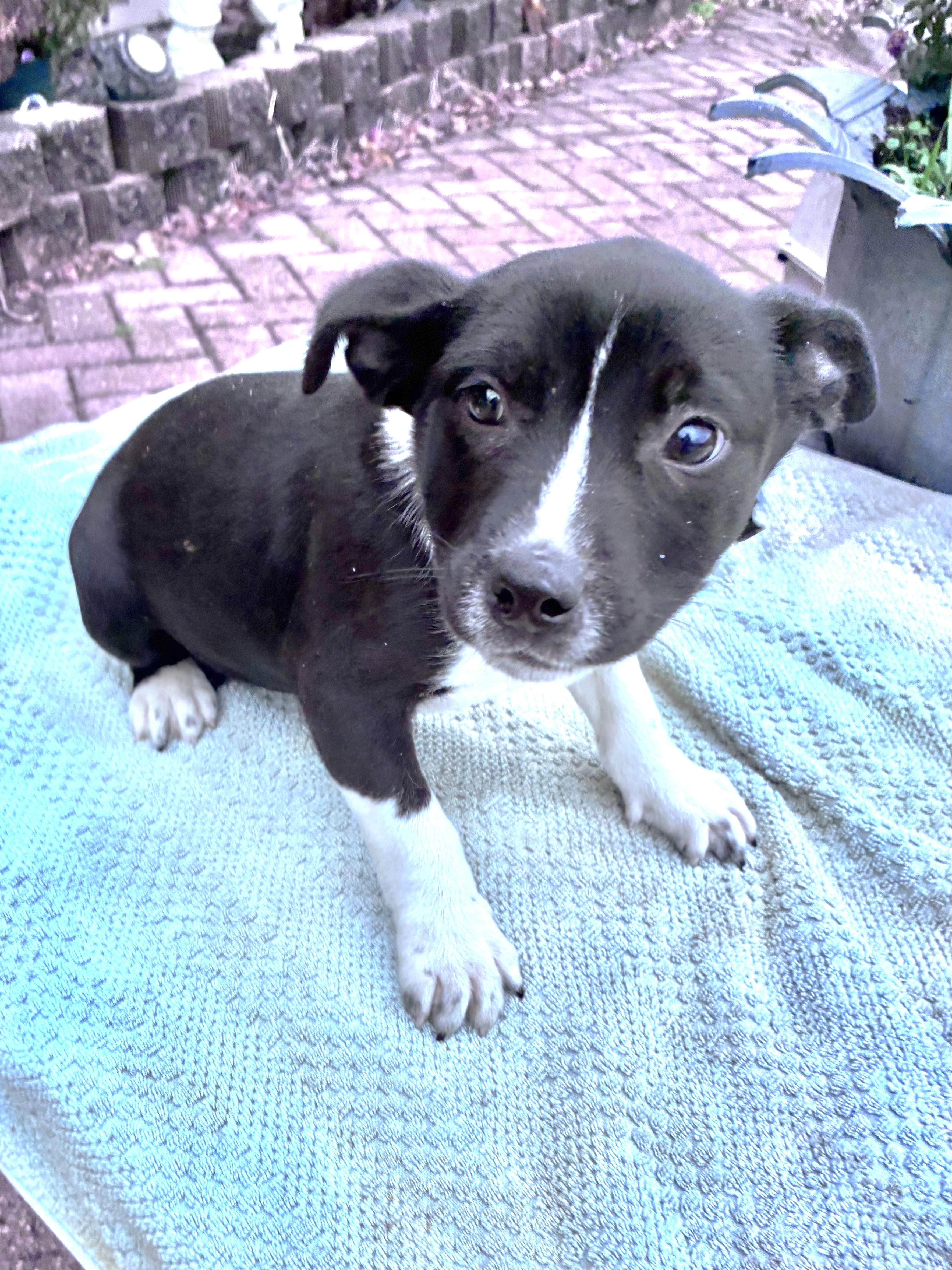 Tesla, Adoptable, Puppy Female Cattle Dog.