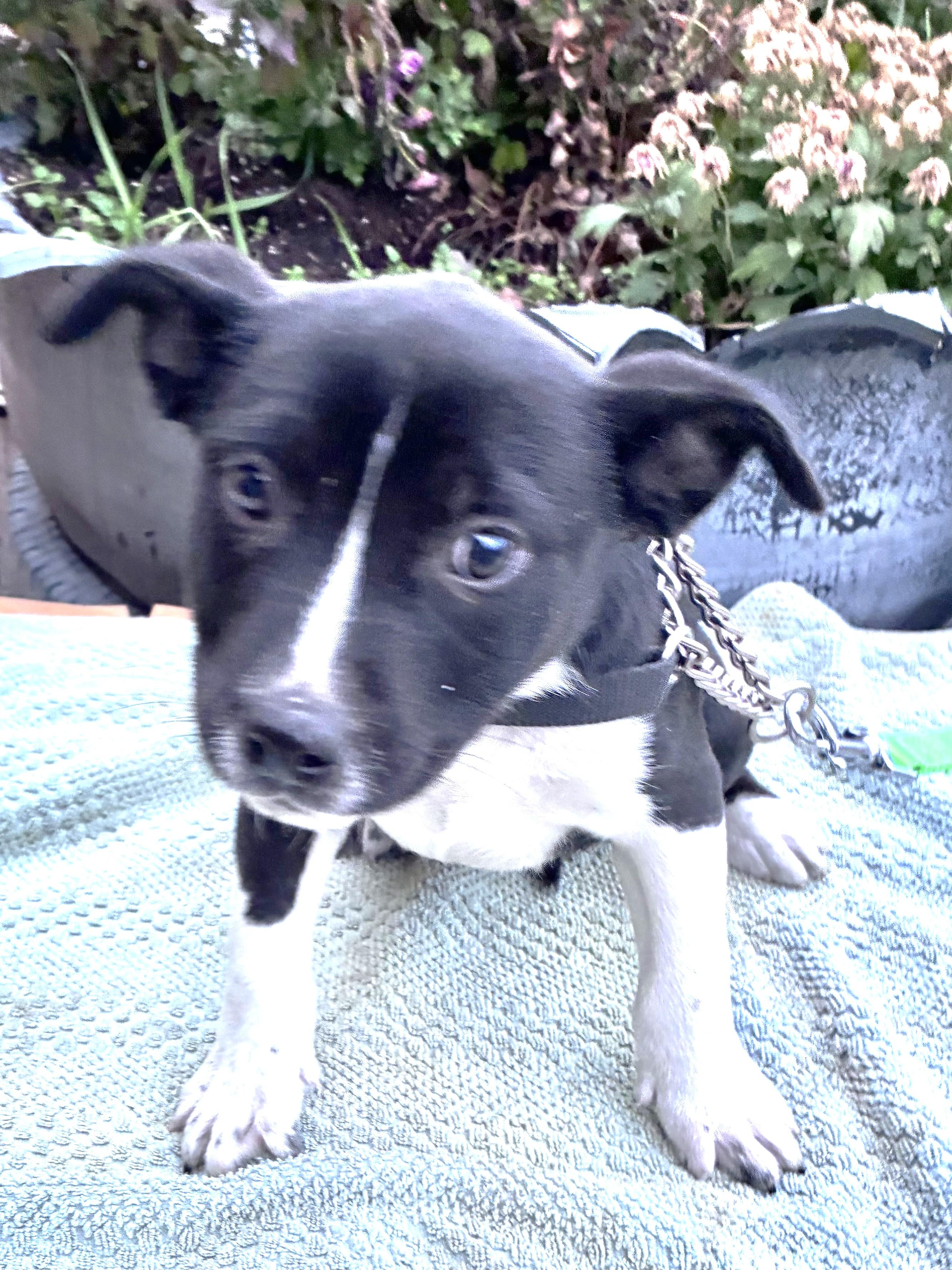 Enlarge Tesla, a Adoptable mixed breed in West Chicago, IL image 2/3