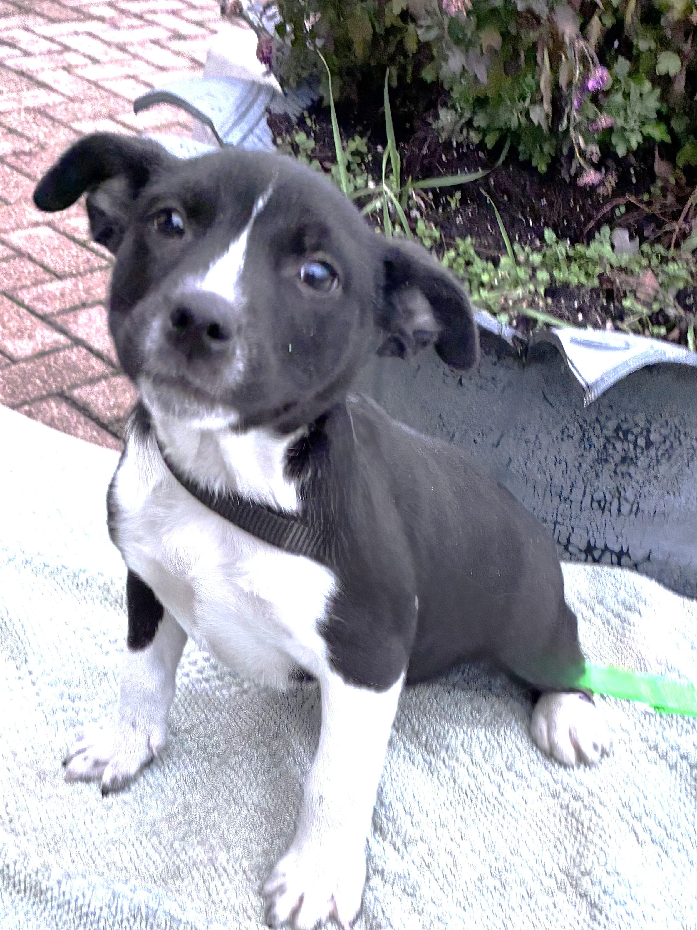 Enlarge Tesla, a Adoptable mixed breed in West Chicago, IL image 3/3