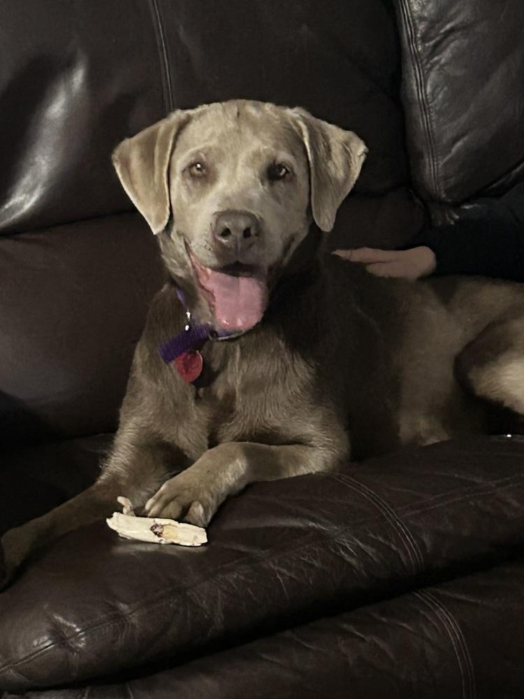 Holly, Adoptable, Adult Female Labrador Retriever.