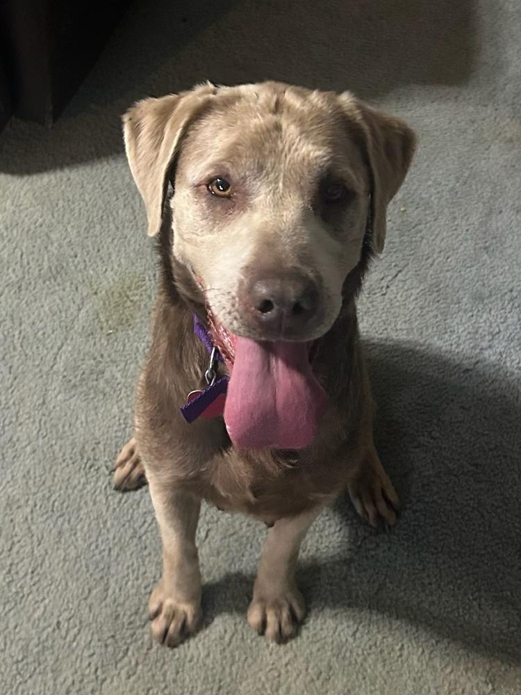 Enlarge Holly, a Adoptable Labrador Retriever in Oklahoma City, OK image 2/2