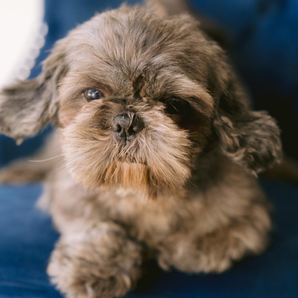 Sadie, adopted, Adult Female Shih Tzu.