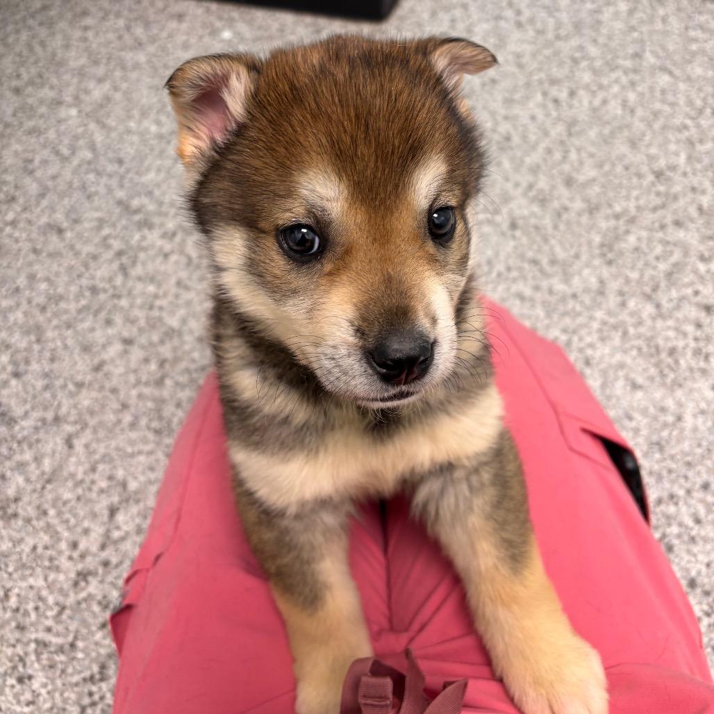 Bruna, Adoptable, Puppy Female Mixed Breed.