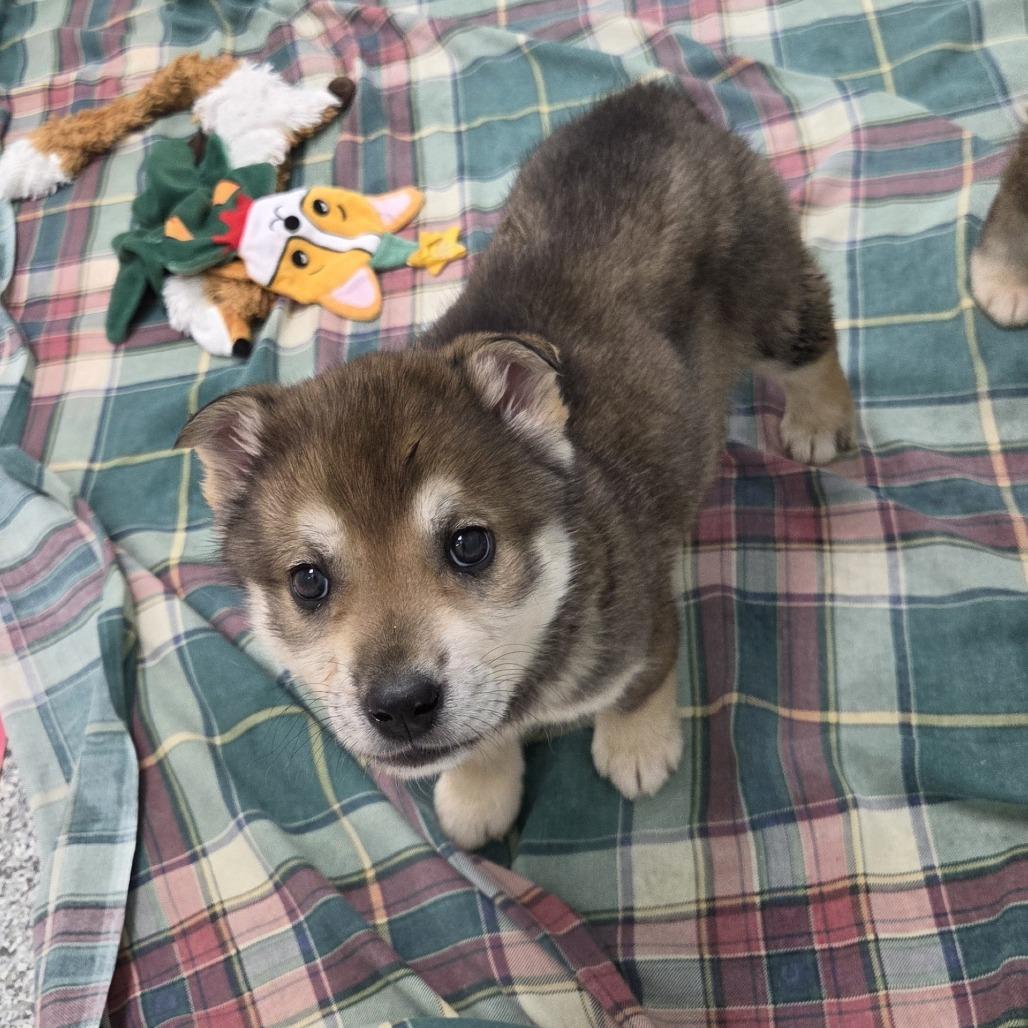 Bruna, a Adoptable Mixed Breed in Saskatoon, SK image 2/2