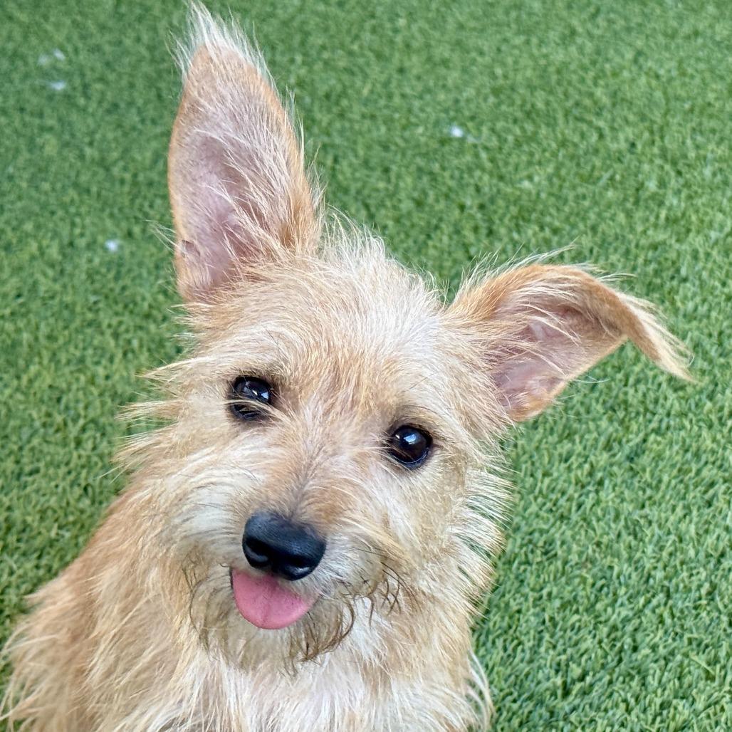 Enlarge Buck, a Adoptable mixed breed in Austin, TX image 5/5