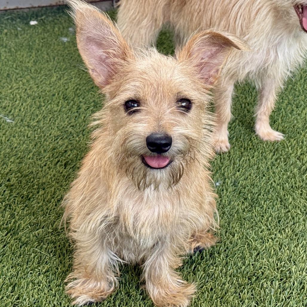 Enlarge Buck, a Adoptable mixed breed in Austin, TX image 4/5