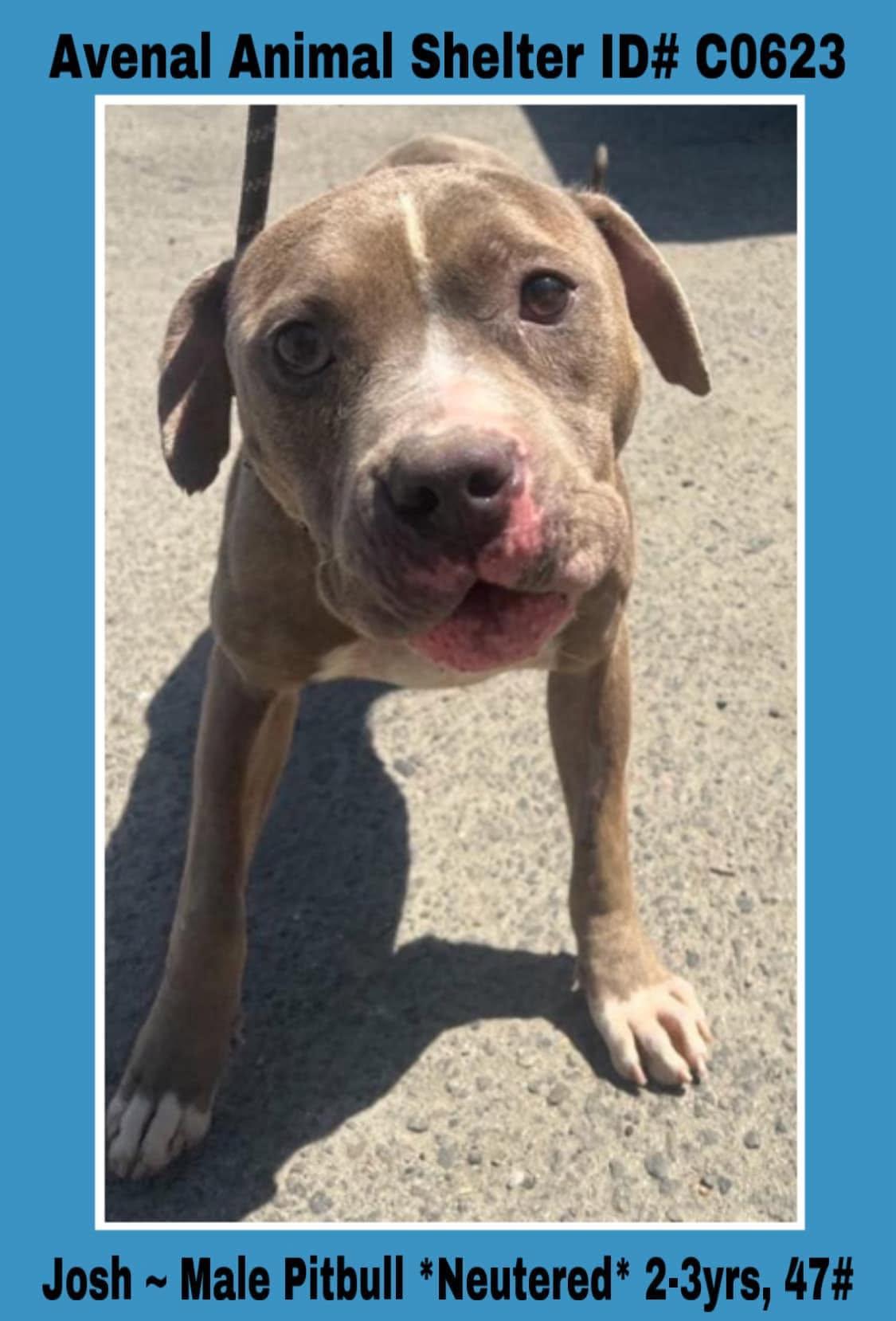 Enlarge Josh, a Adoptable mixed breed in Avenal, CA image 1/1