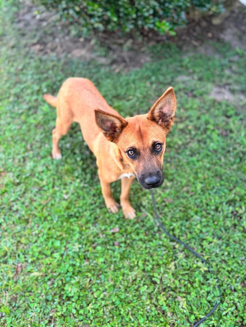 Enlarge Heidi, a Adoptable mixed breed in Berkeley Heights, NJ image 1/4