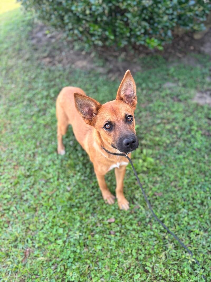 Enlarge Heidi, a Adoptable mixed breed in Berkeley Heights, NJ image 3/4