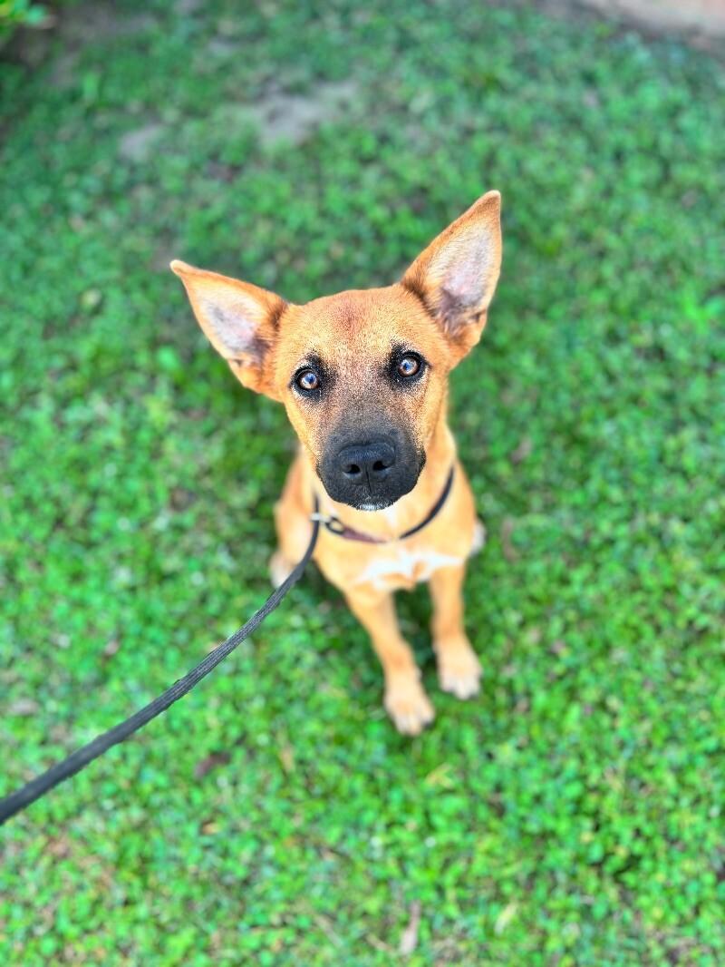 Enlarge Heidi, a Adoptable mixed breed in Berkeley Heights, NJ image 4/4