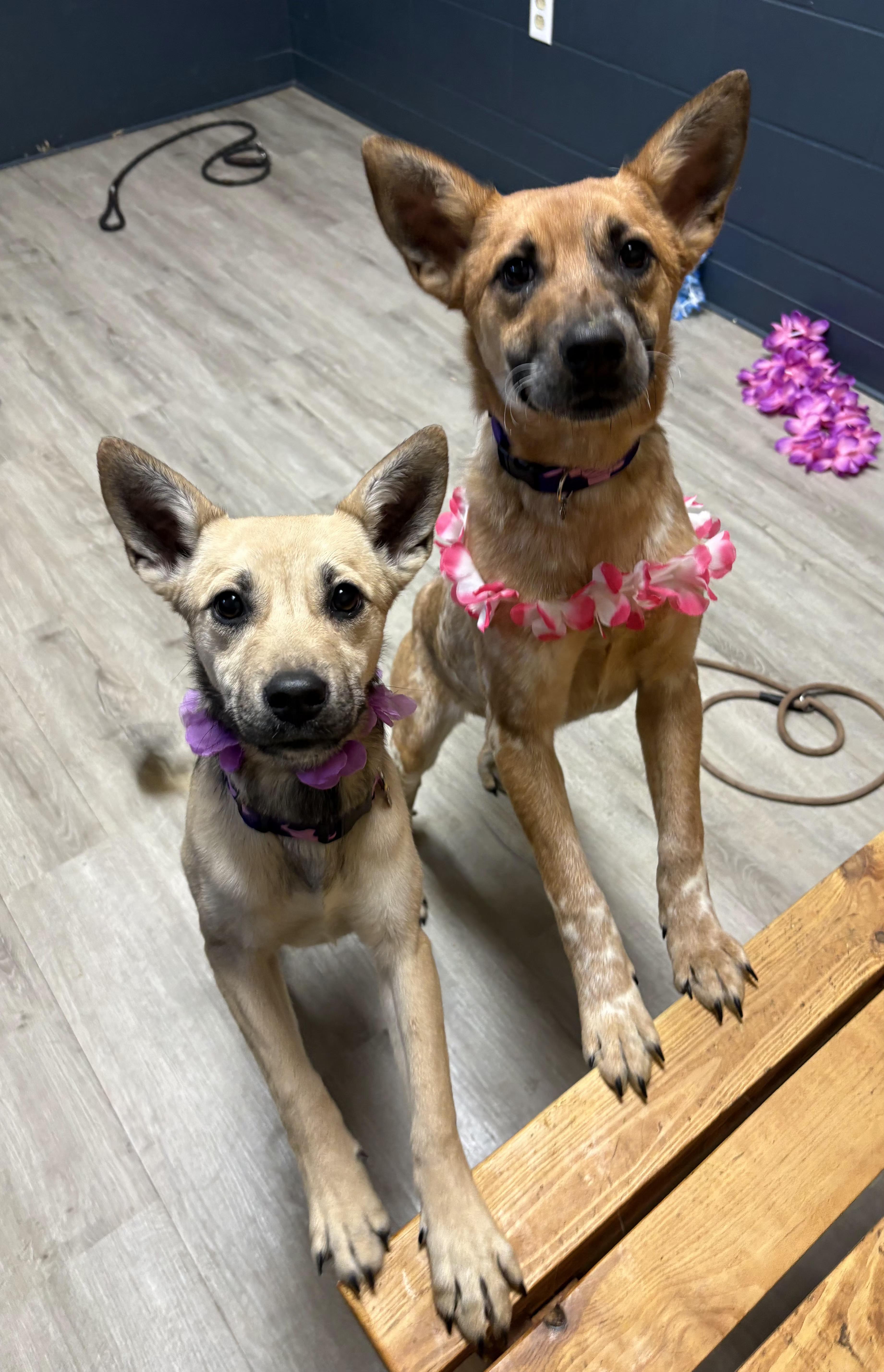 Vecna, an adopted mixed breed in Mansfield, OH image 4/5