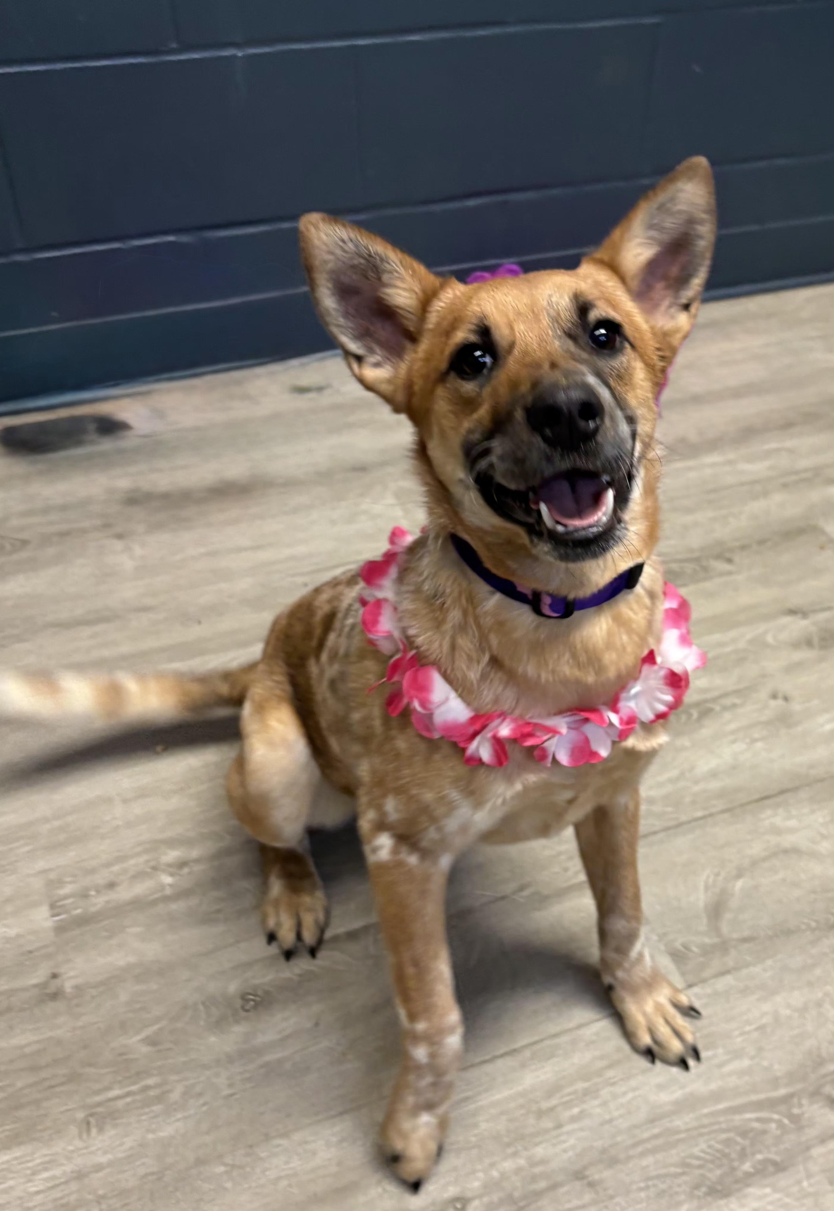 Vecna, adopted, Young Female Australian Cattle Dog / Blue Heeler.