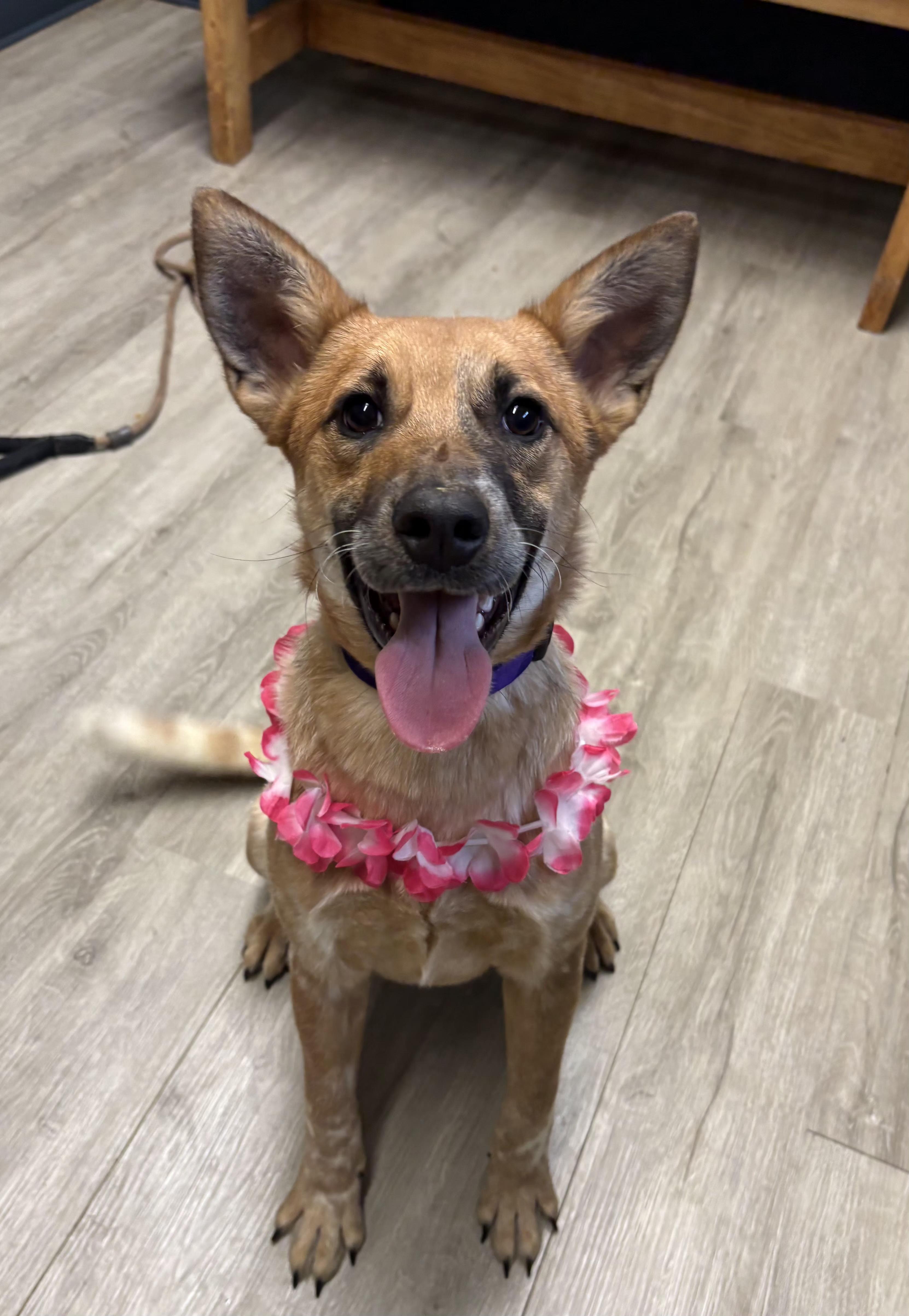 Vecna, an adopted mixed breed in Mansfield, OH image 2/5