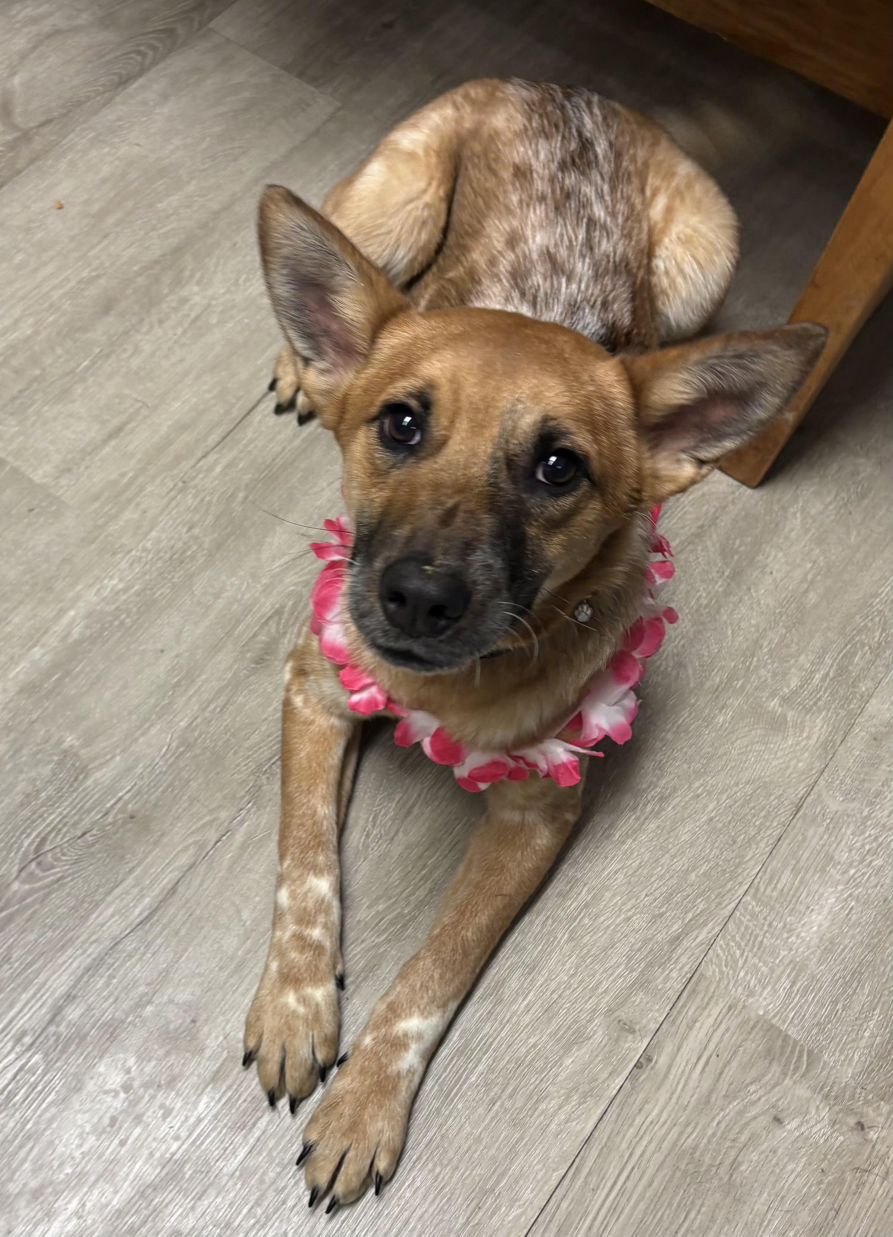 Vecna, an adopted mixed breed in Mansfield, OH image 3/5