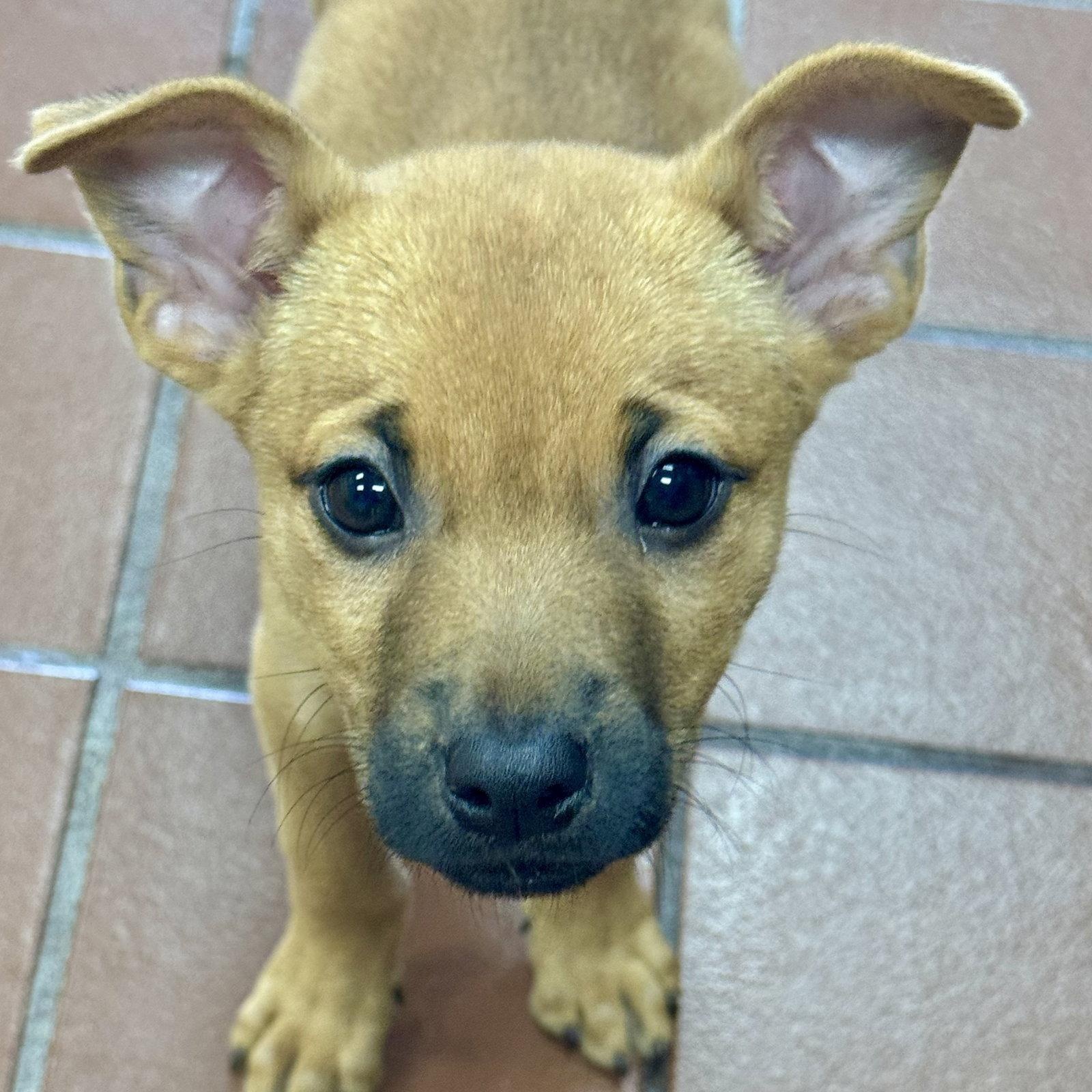Alder, Adoptable, Puppy Female Labrador Retriever.