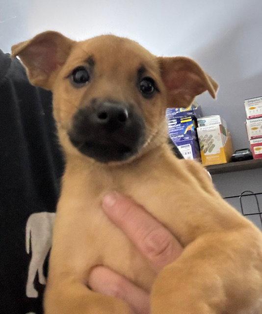 Alder, a Adoptable Labrador Retriever in Lake Hopatcong, NJ image 3/3