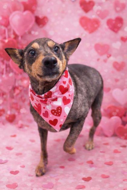 Brie, Adoptable, Adult Female Mixed Breed & Mixed Breed.