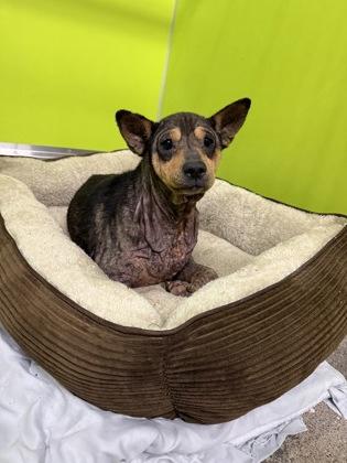 Enlarge Brie, a Adoptable mixed breed in Vincennes, IN image 2/2