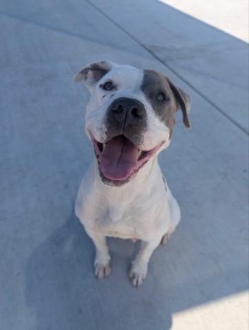 Enlarge ROXIE, a Adoptable Pit Bull Terrier in Redlands, CA image 1/1