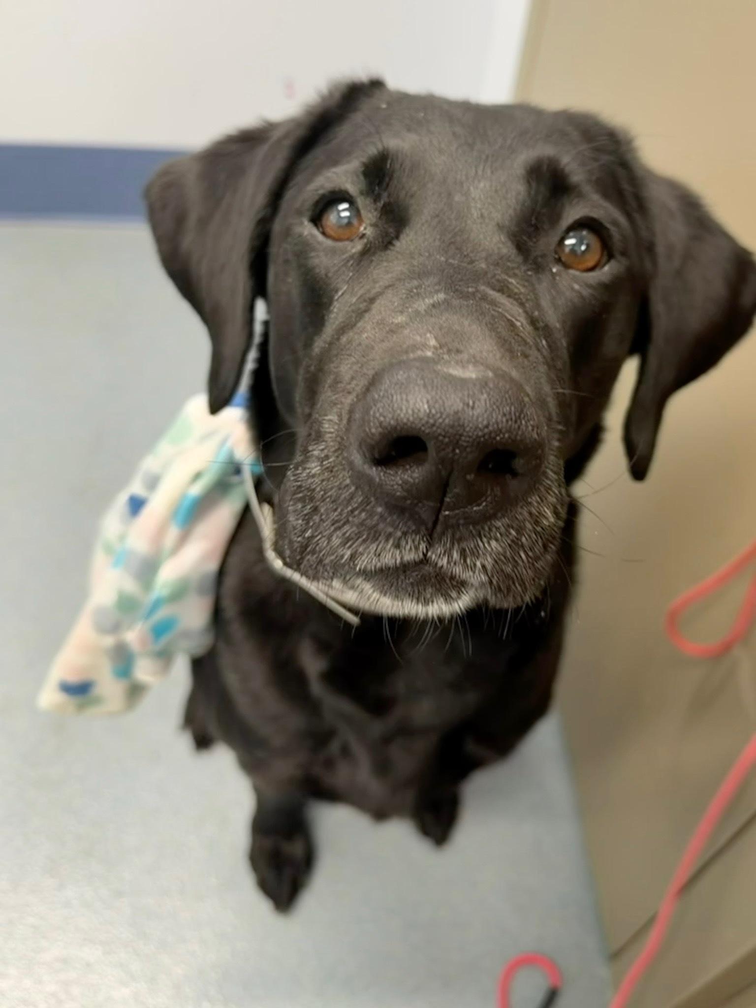 Scarlet Tag 744, ADOPTABLE, Adult Female Black Labrador Retriever.