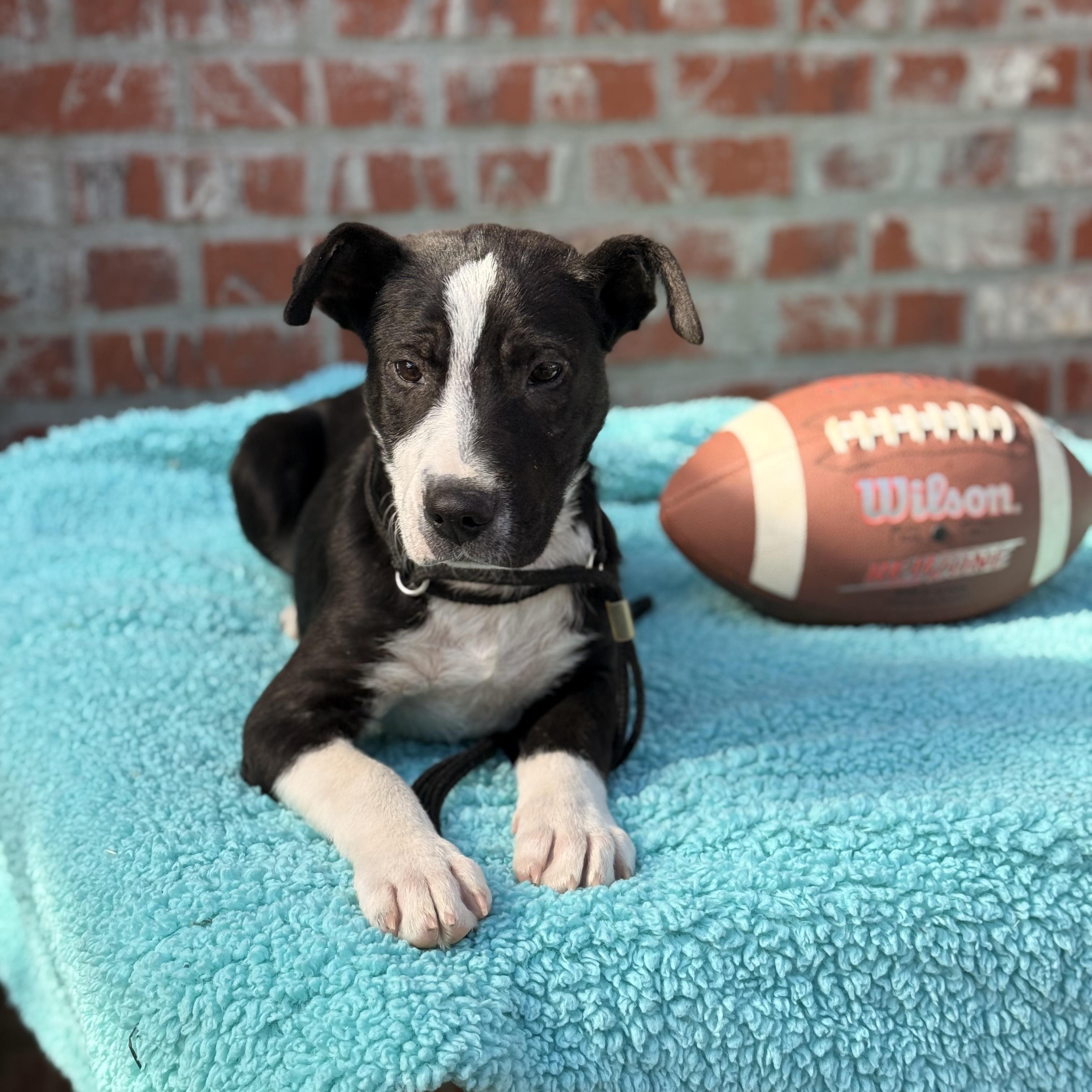 Enlarge Jett, a Adoptable mixed breed in Arnold, MO image 1/6