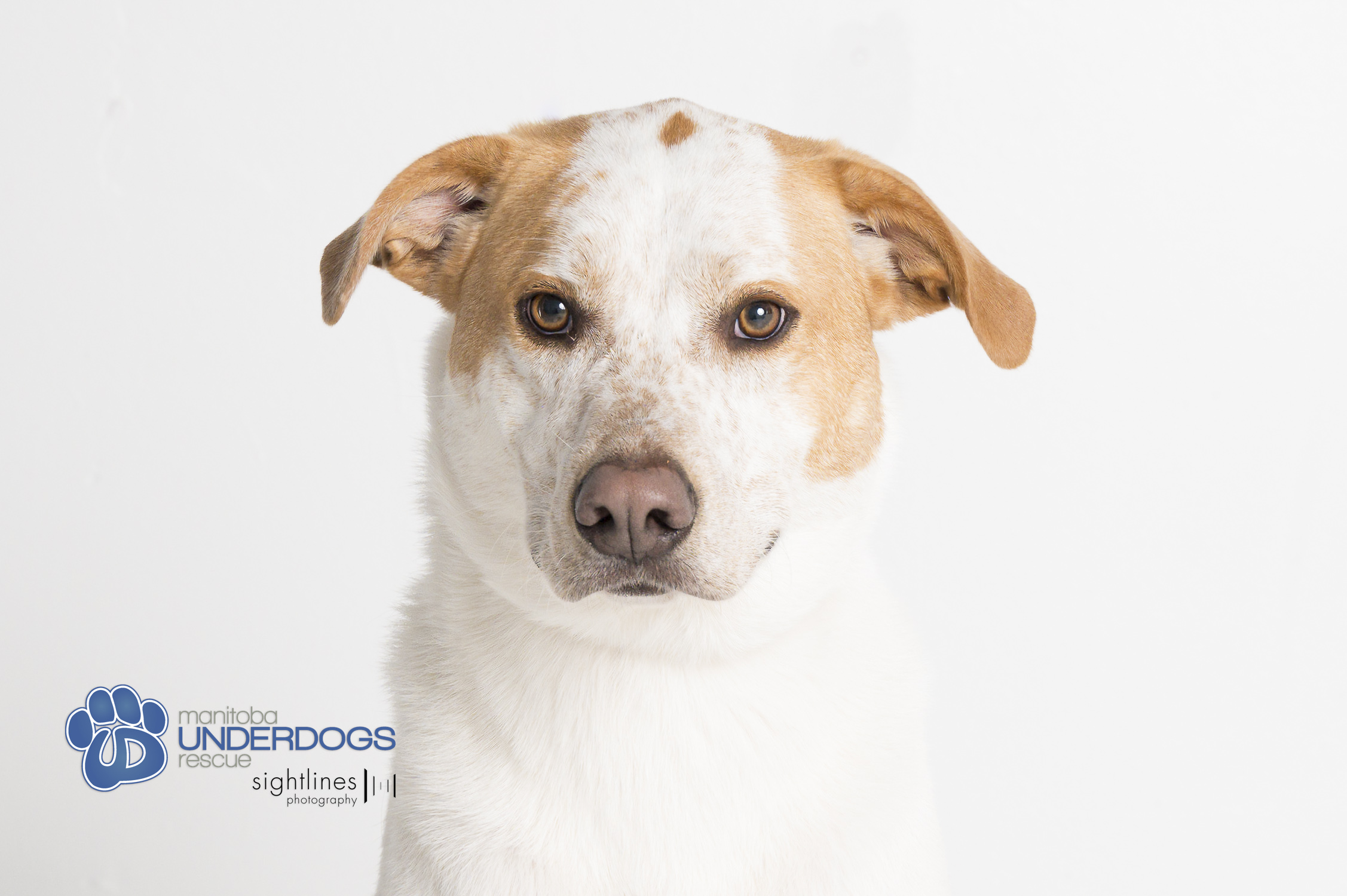 Beryl, a Adoptable mixed breed in Winnipeg, MB image 2/6