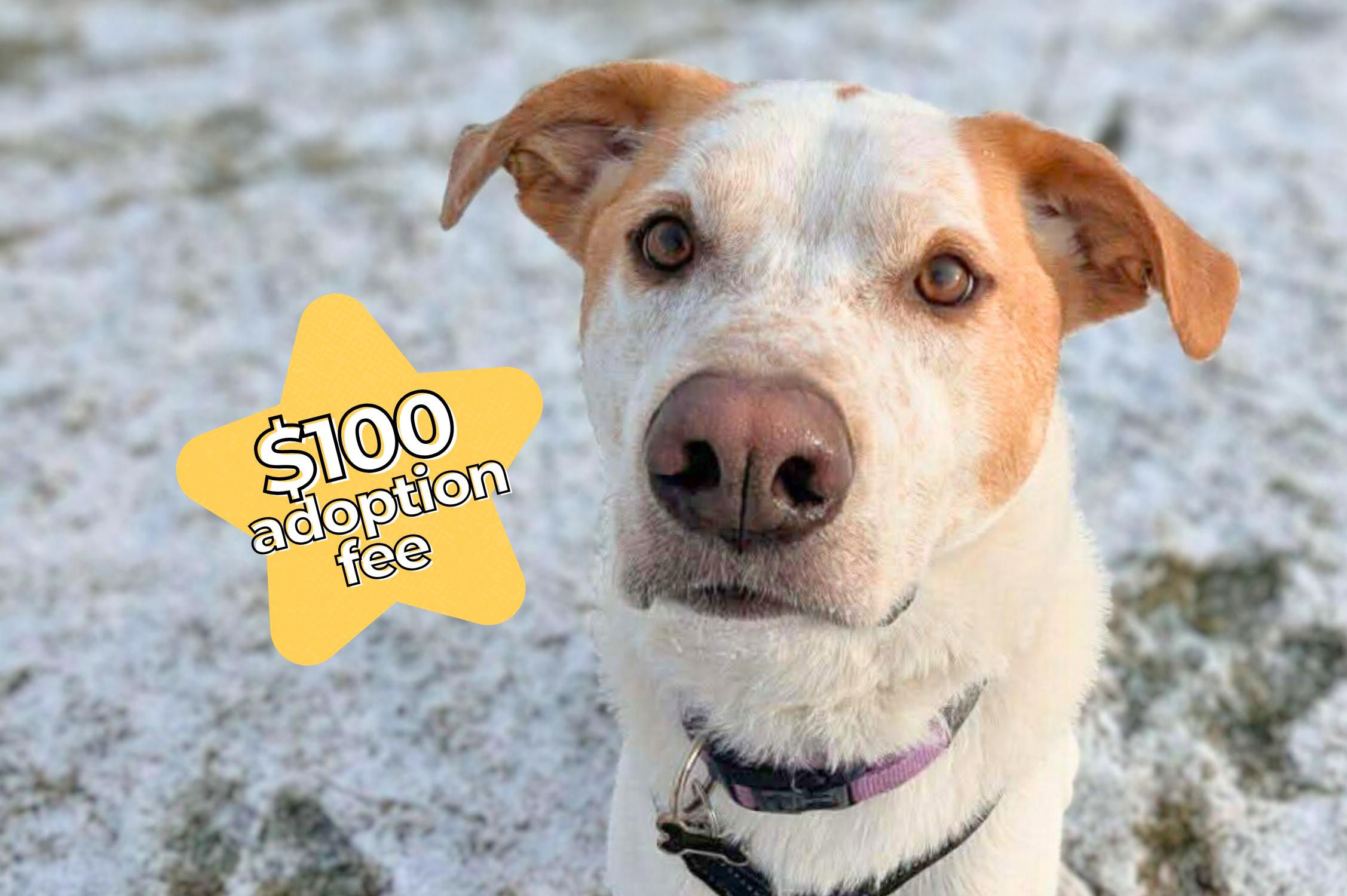 Beryl, a Adoptable mixed breed in Winnipeg, MB image 1/6