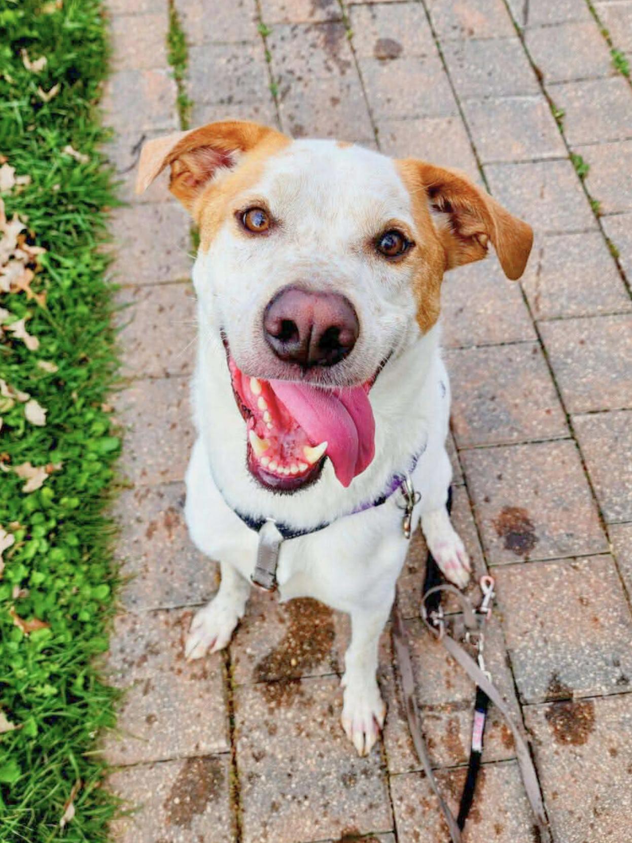 Beryl, a Adoptable mixed breed in Winnipeg, MB image 5/6