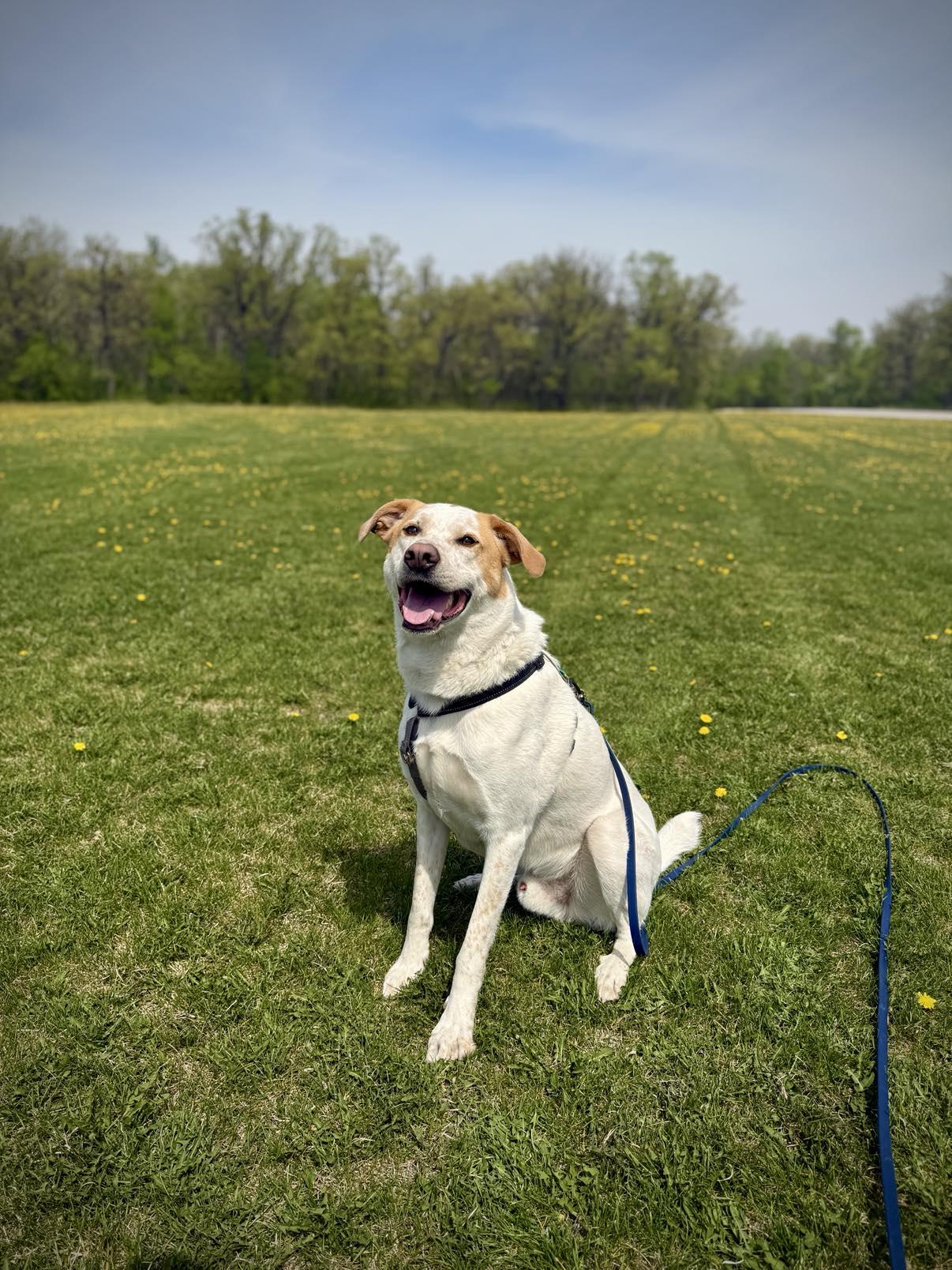 Beryl, a Adoptable mixed breed in Winnipeg, MB image 6/6