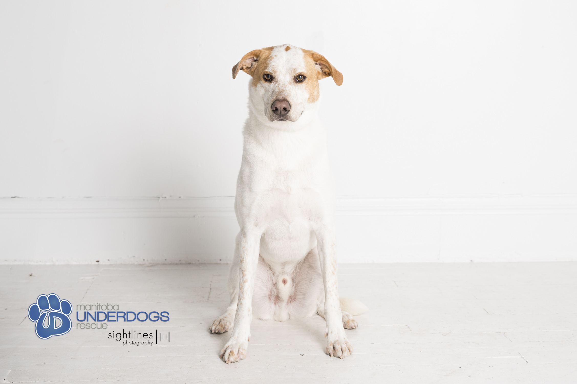 Beryl, a Adoptable mixed breed in Winnipeg, MB image 3/6