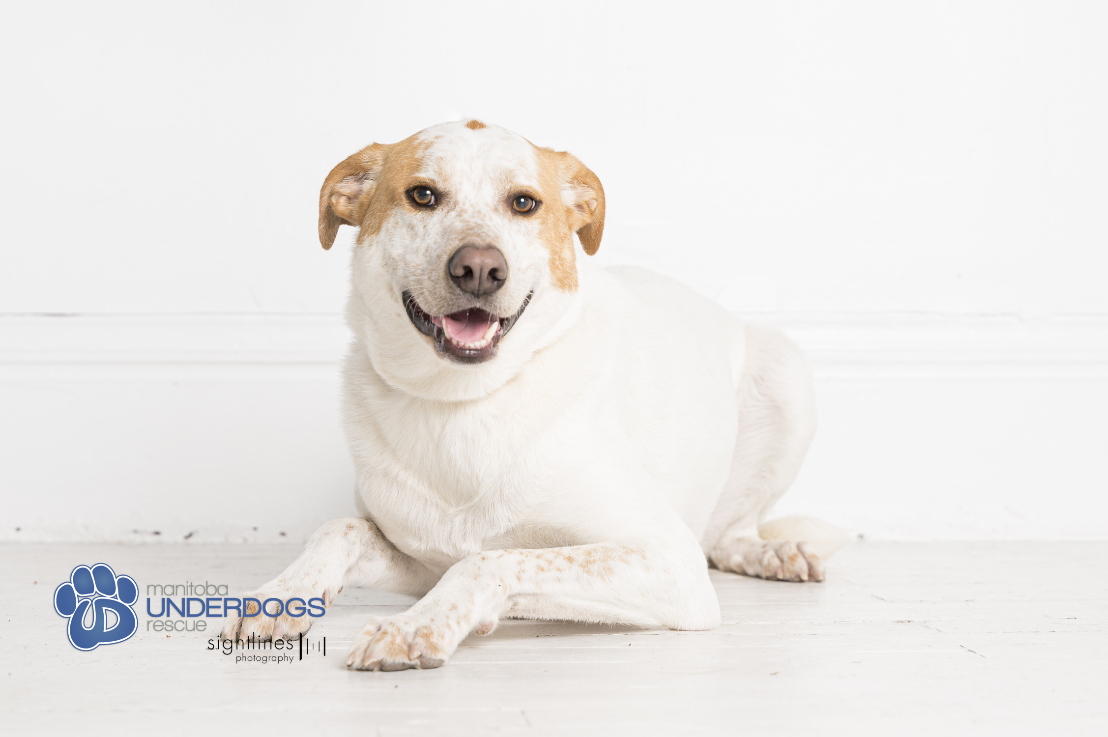 Beryl, a Adoptable mixed breed in Winnipeg, MB image 4/6