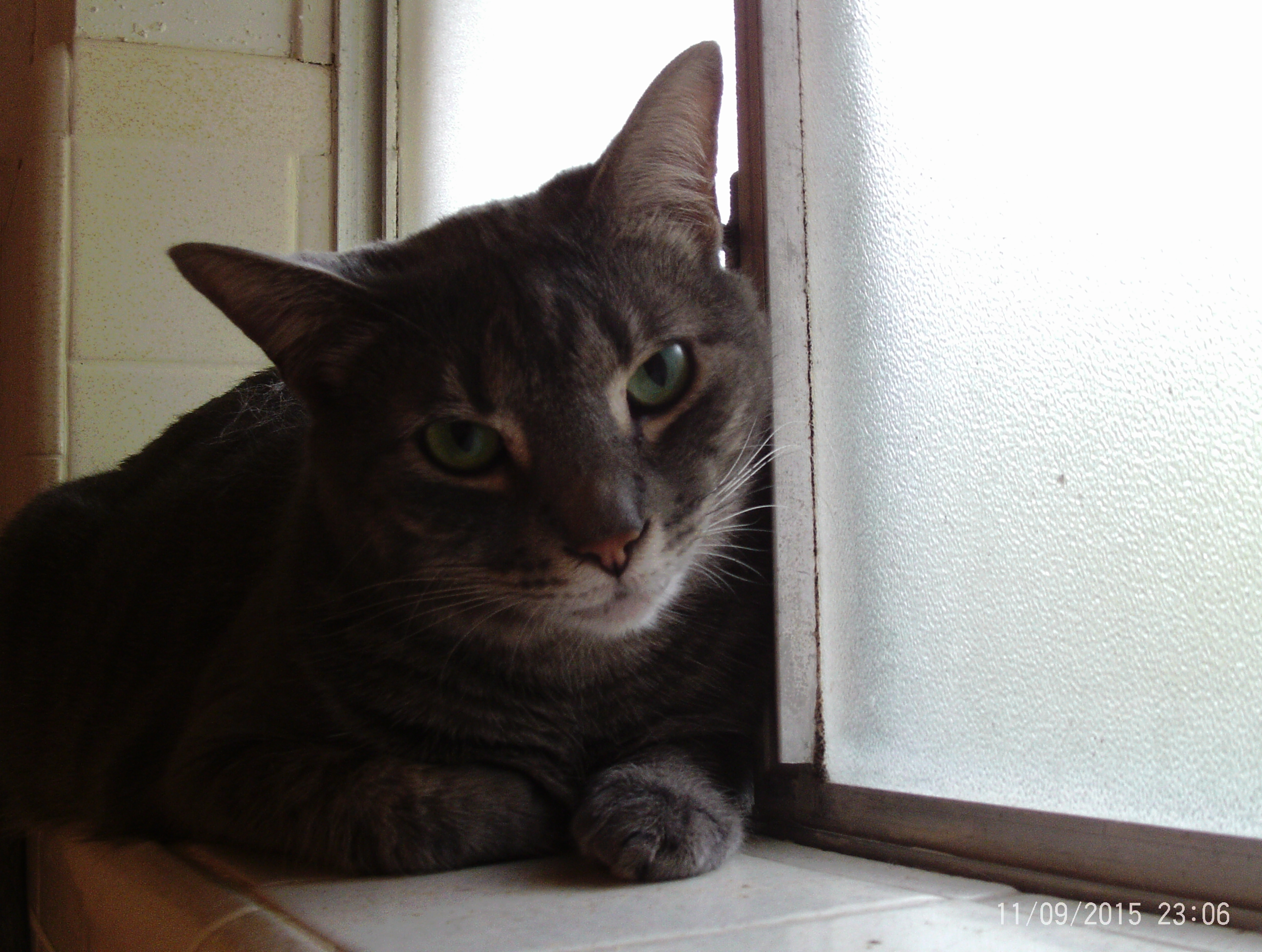 Cory, Adoptable, Adult Male Domestic Short Hair.