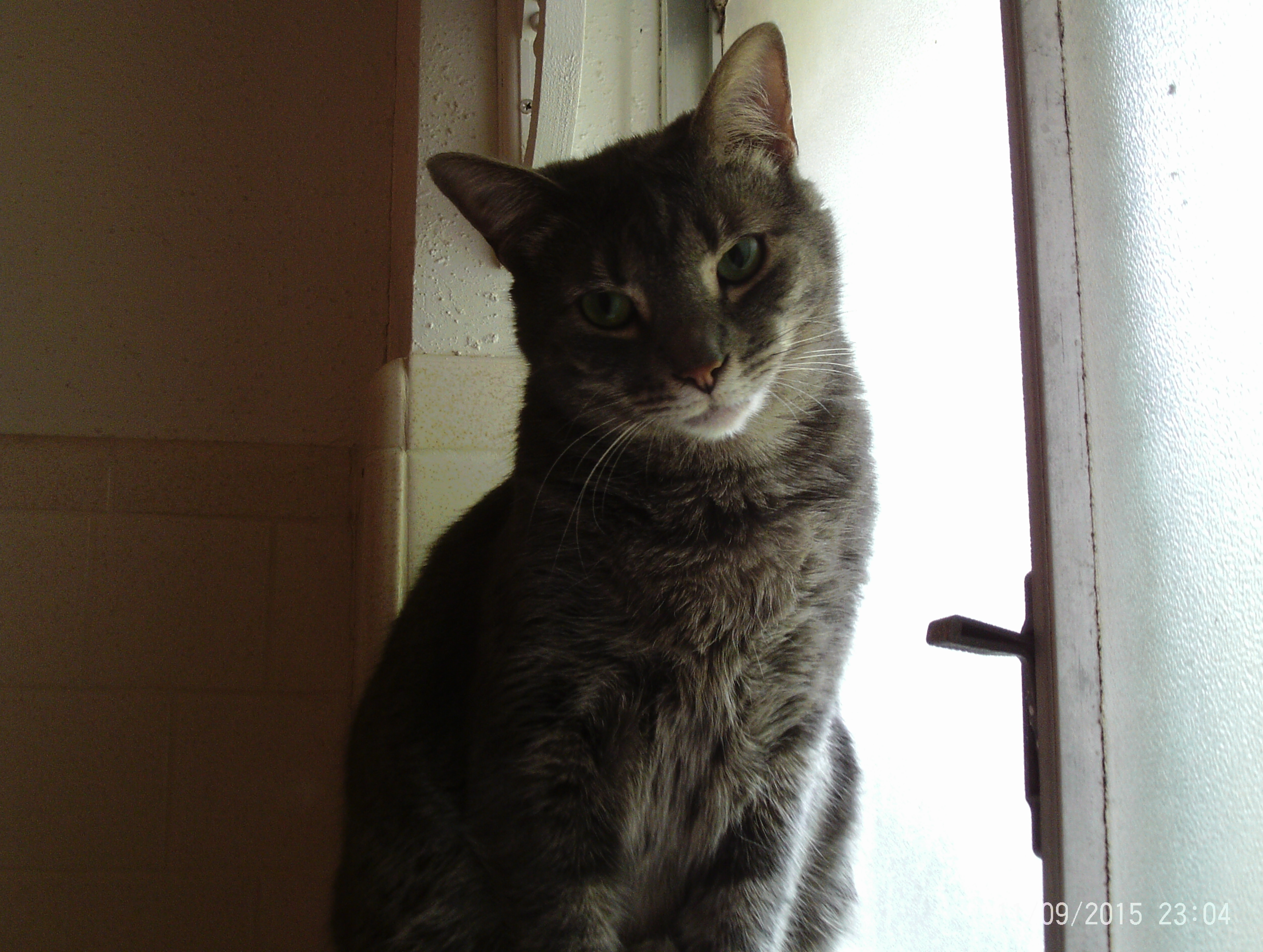 Cory, a Adoptable mixed breed in Houston, TX image 2/6