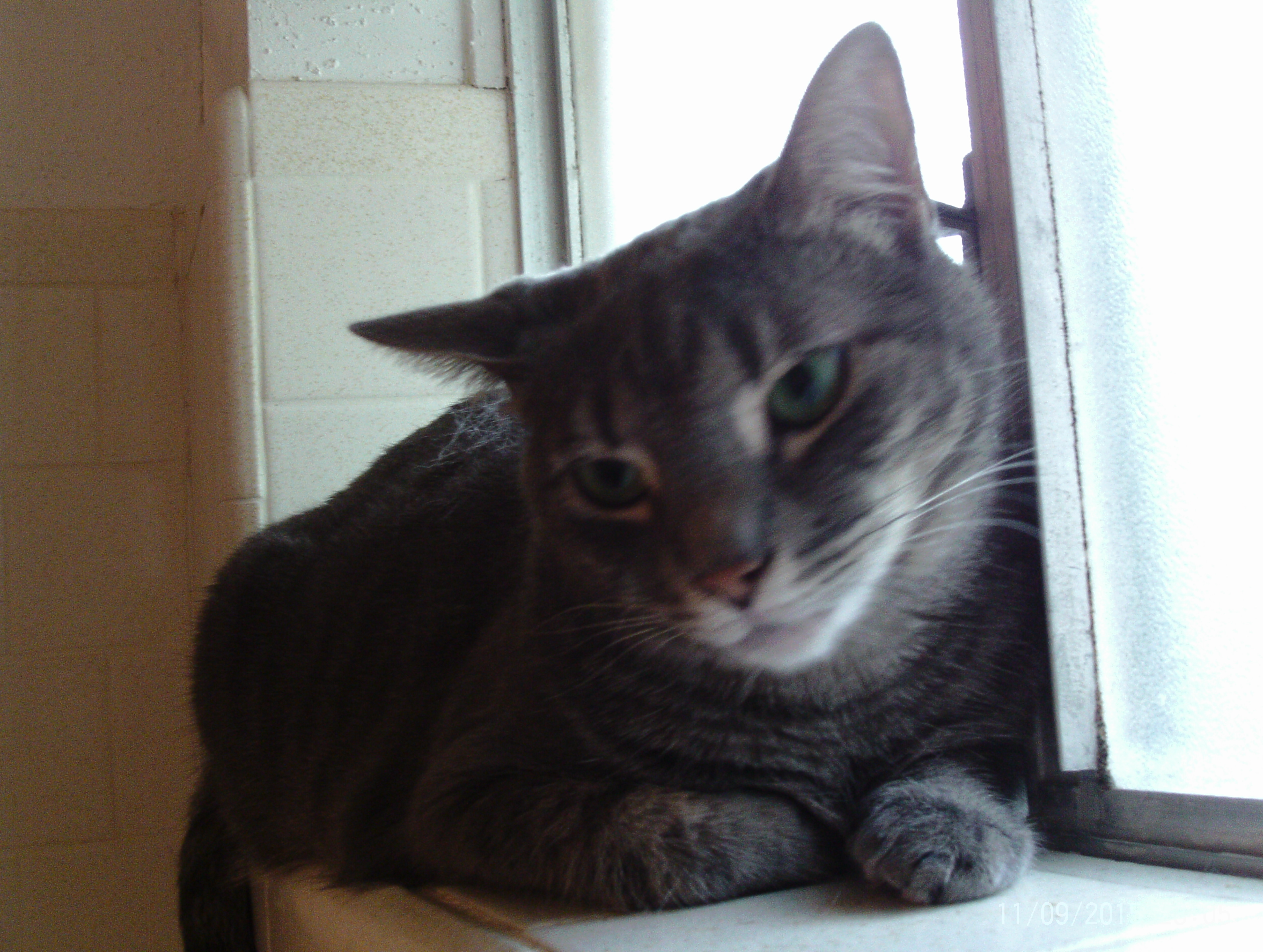 Cory, a Adoptable mixed breed in Houston, TX image 3/6