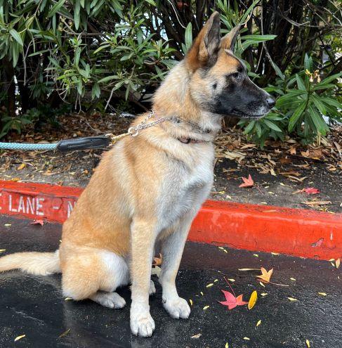 Shadow Nose, Adoptable, Young Female German Shepherd Dog.