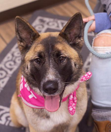 Enlarge Shadow Nose, a Adoptable German Shepherd Dog in Cupertino, CA image 2/3