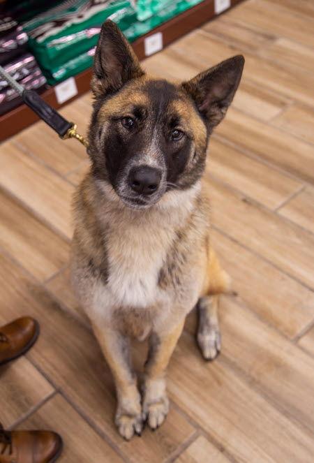 Enlarge Shadow Nose, a Adoptable German Shepherd Dog in Cupertino, CA image 3/3