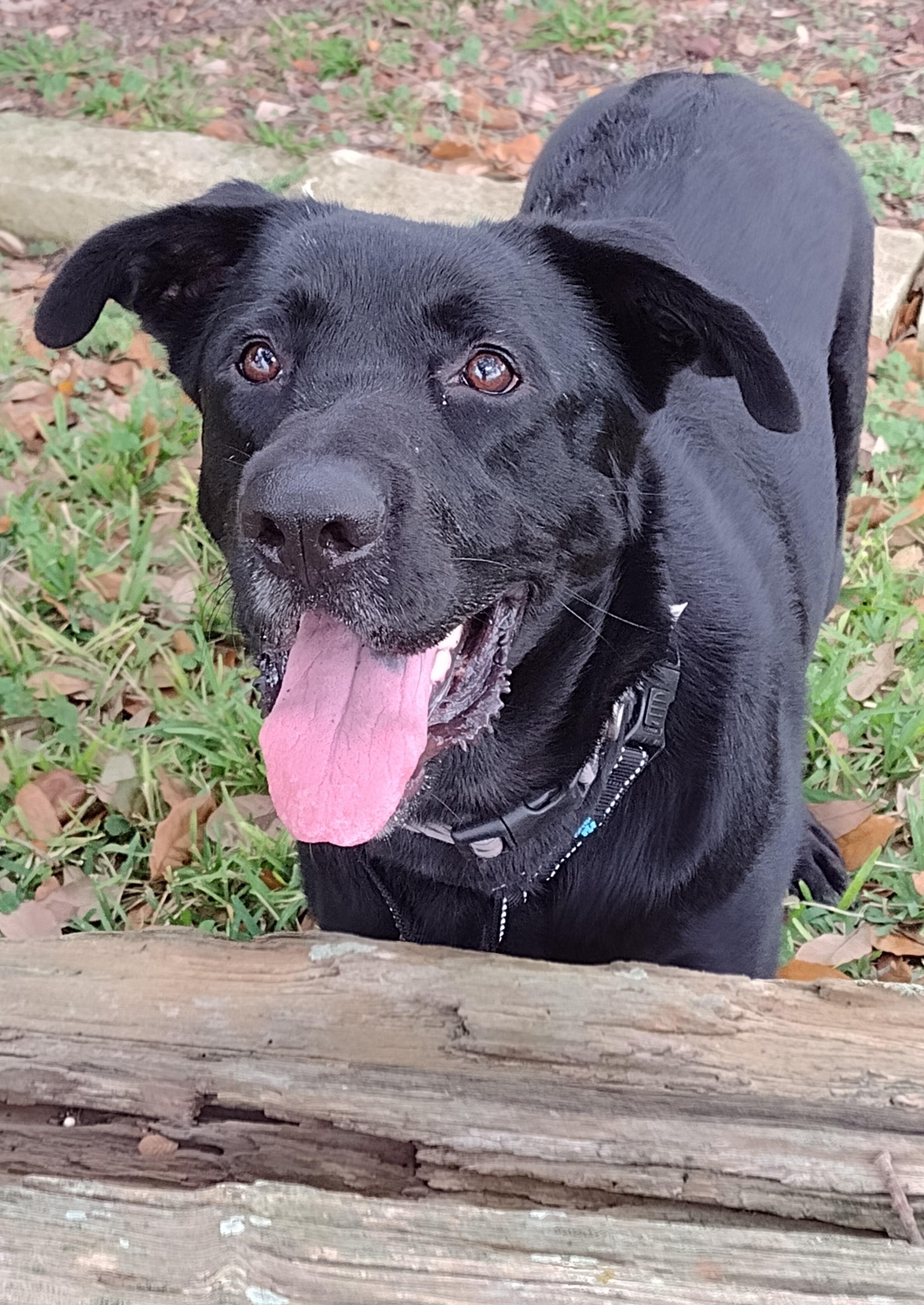 Enlarge Lovebug Cole, a Adoptable mixed breed in Springfield, IL image 1/6