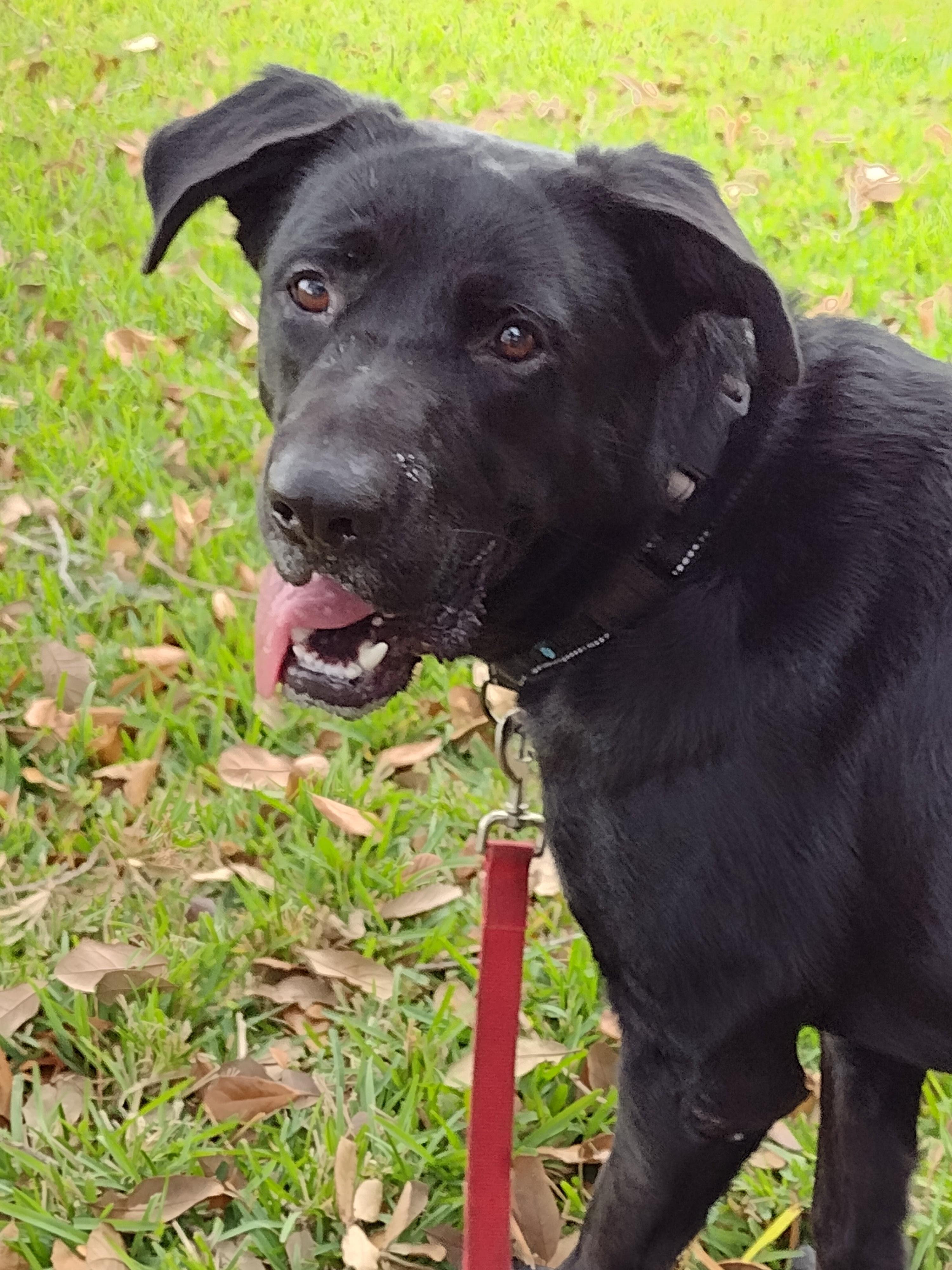 Enlarge Lovebug Cole, a Adoptable mixed breed in Springfield, IL image 6/6