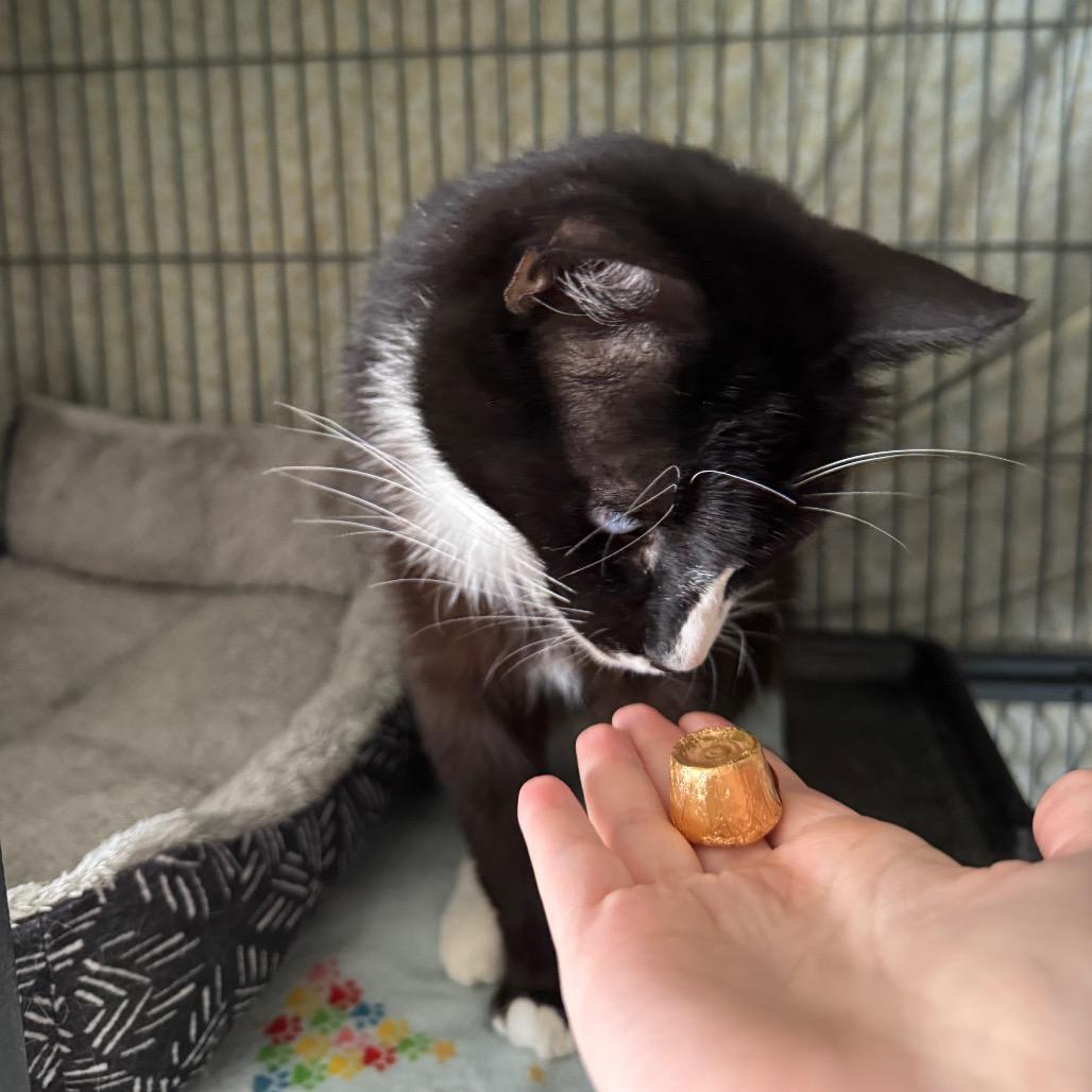 Rolo, Adoptable, Senior Male Domestic Short Hair.