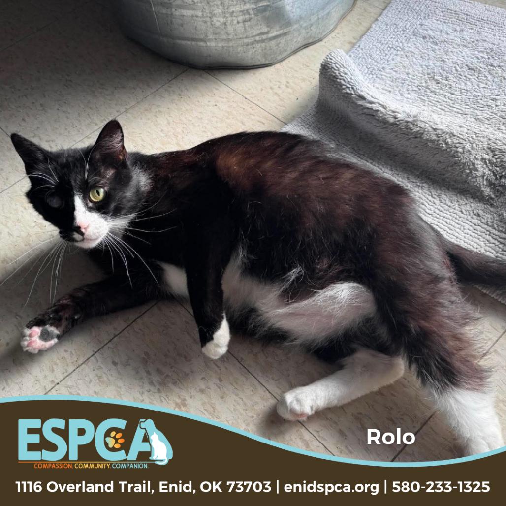 Enlarge Rolo, a Adoptable Domestic Short Hair in Enid, OK image 2/4