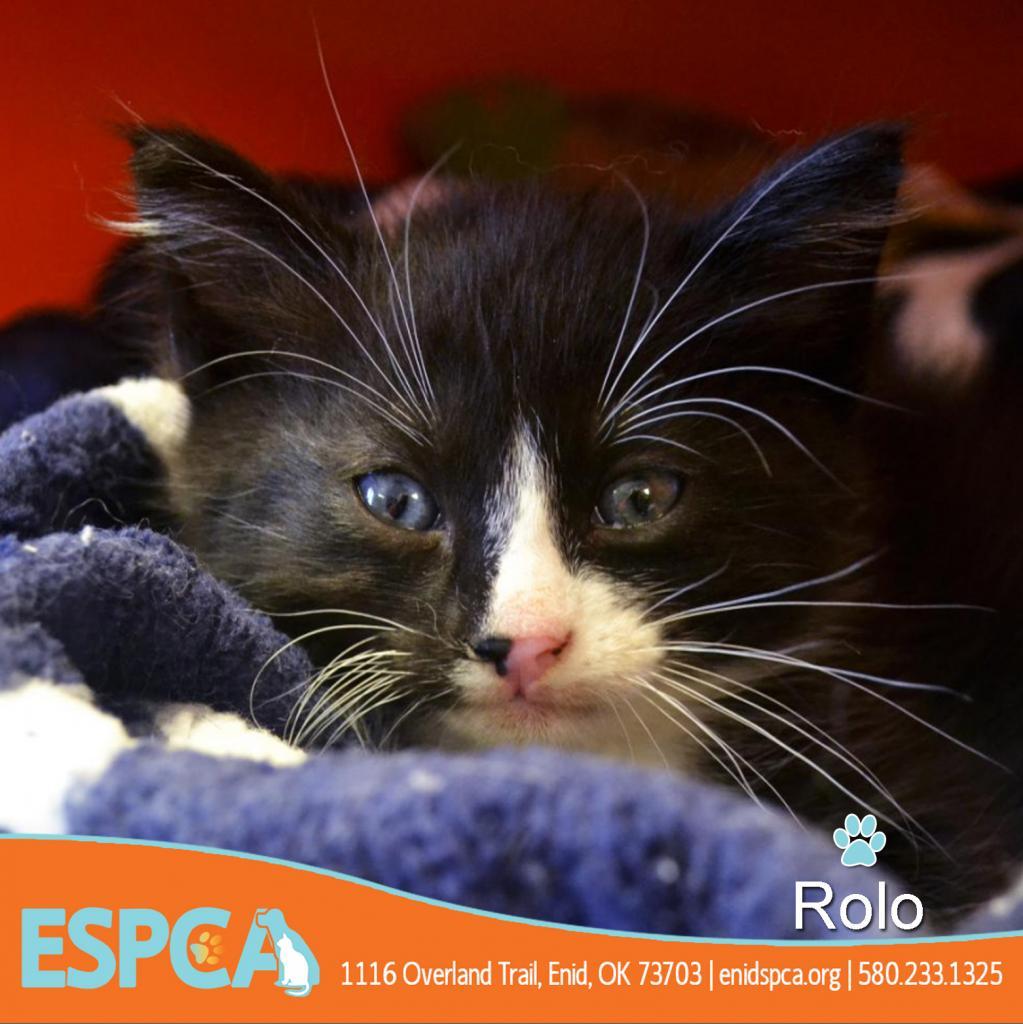 Enlarge Rolo, a Adoptable Domestic Short Hair in Enid, OK image 3/4